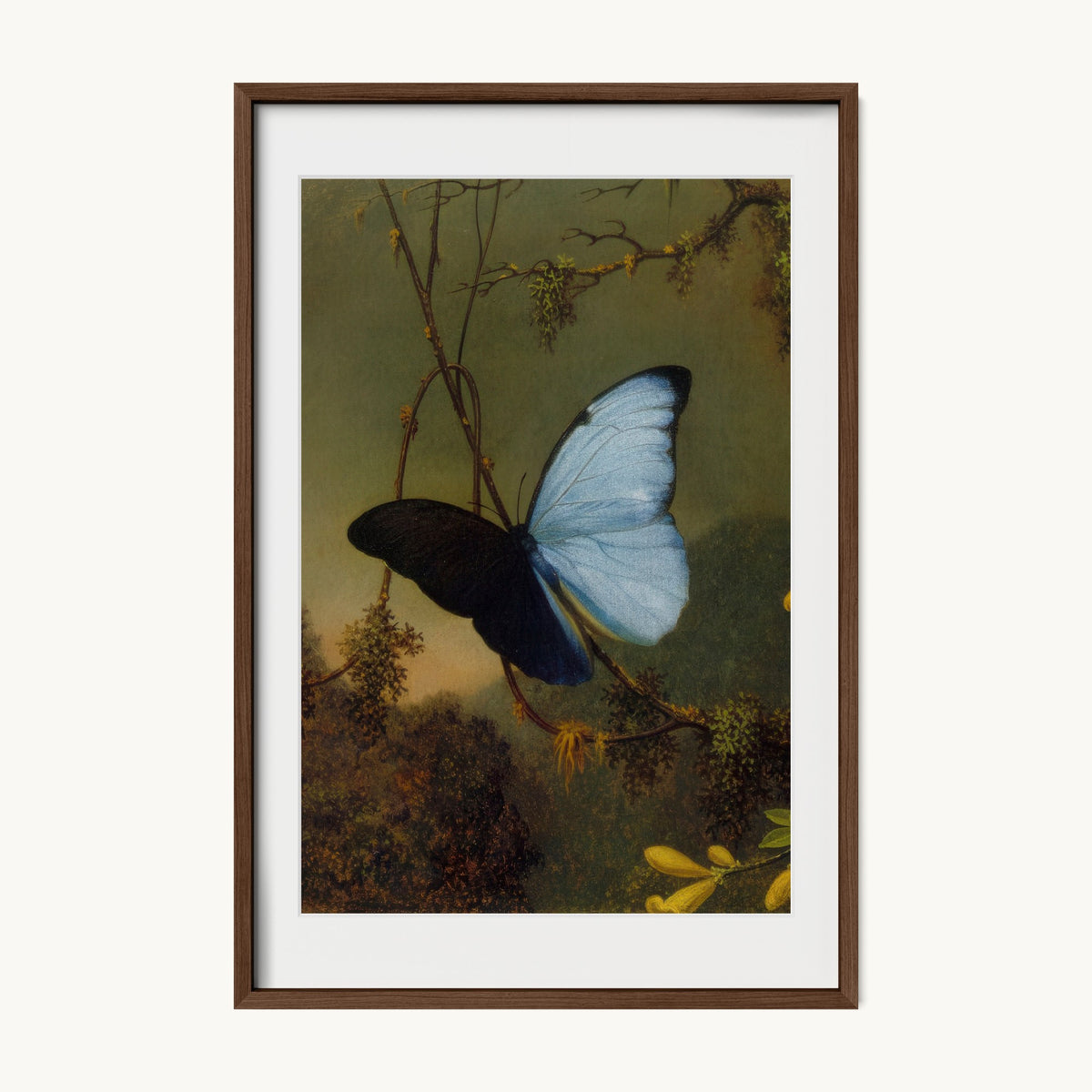 Blue Morpho Butterfly