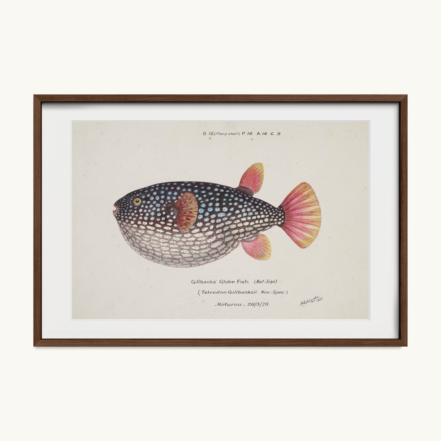 Arothron gillbanksii (Gillbanks' Globe Fish)