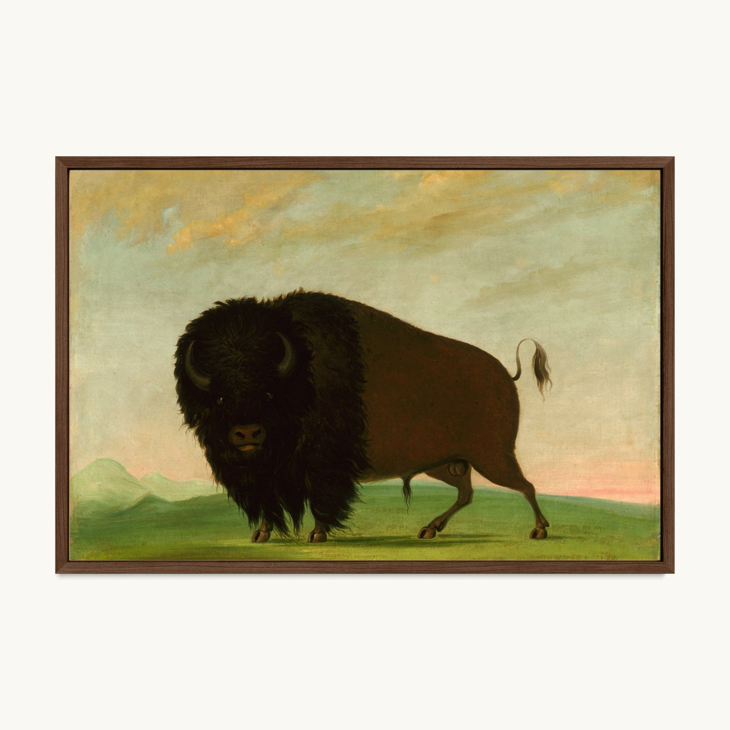 Buffalo Bull, Grazing on the Prairie
