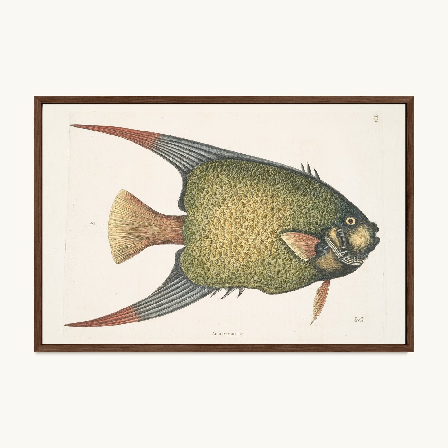 An Acarauna