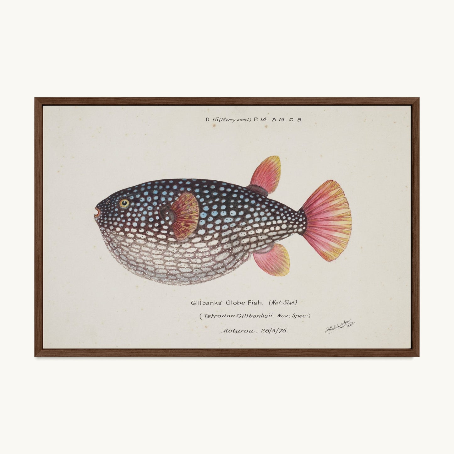 Arothron gillbanksii (Gillbanks' Globe Fish)