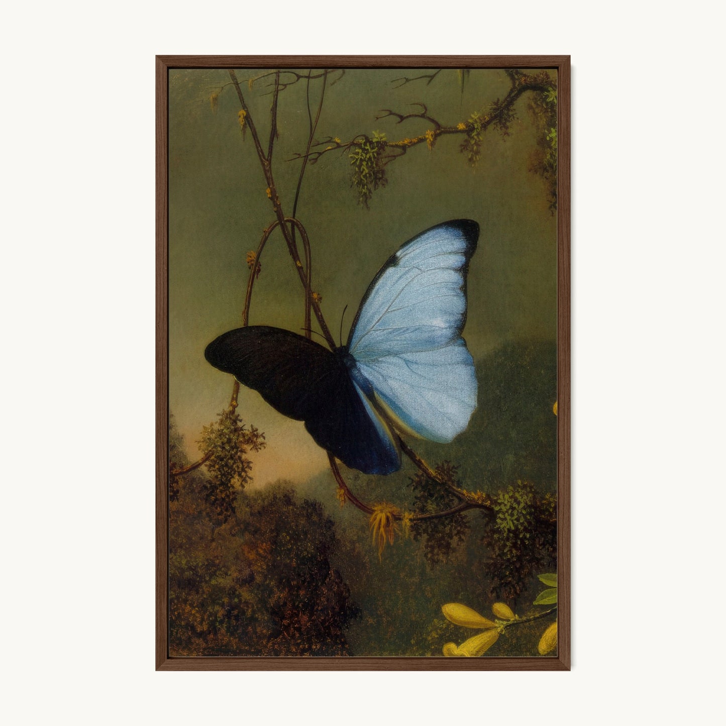 Blue Morpho Butterfly