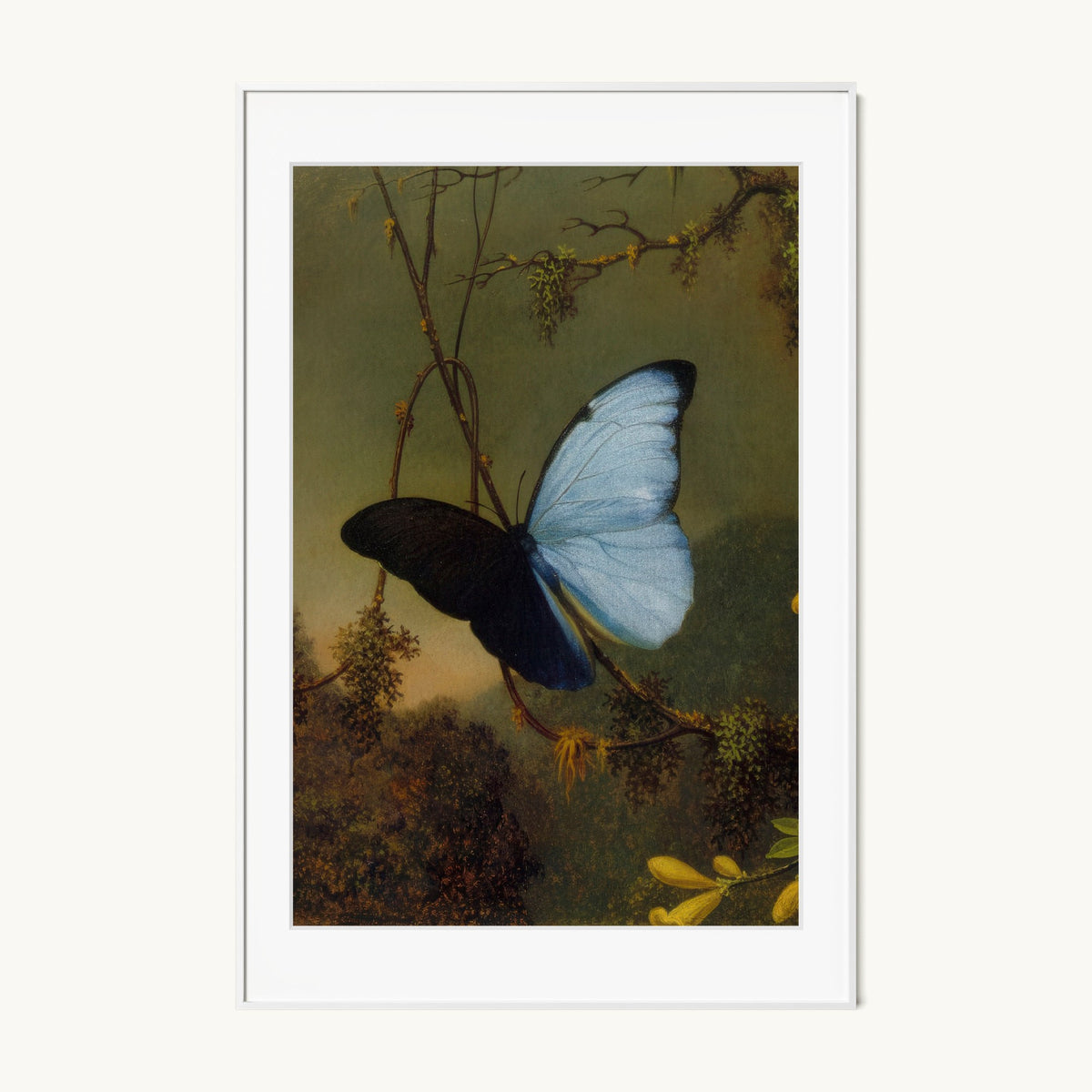 Blue Morpho Butterfly
