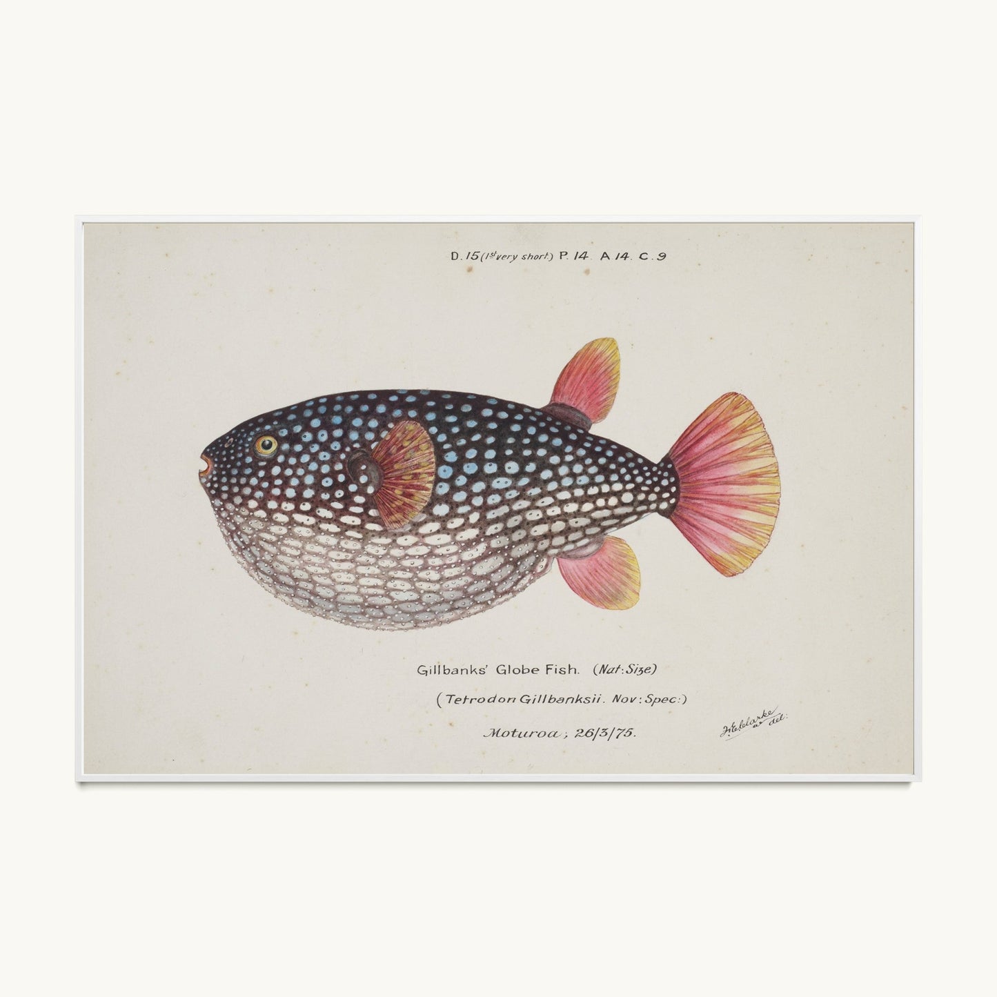 Arothron gillbanksii (Gillbanks' Globe Fish)