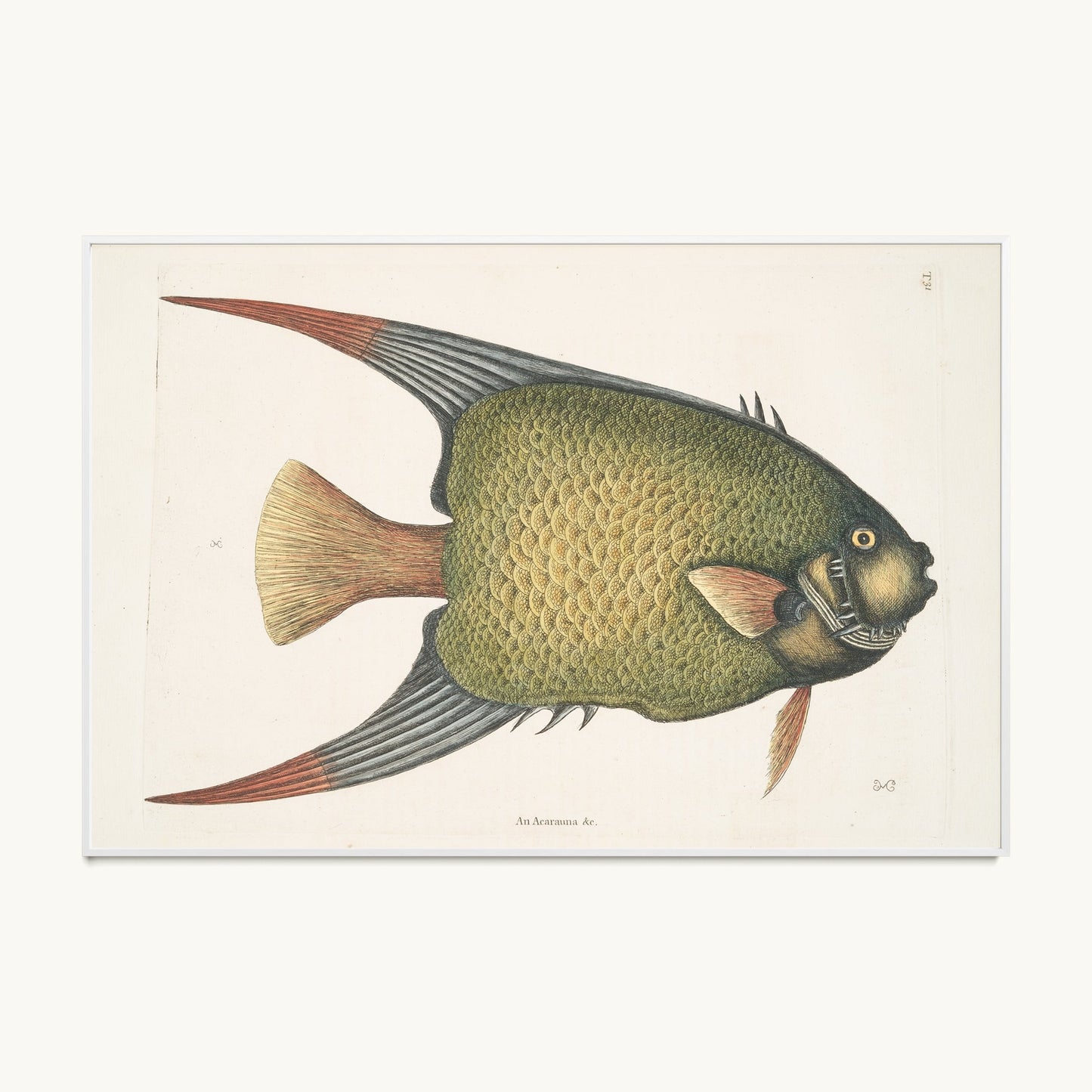 An Acarauna
