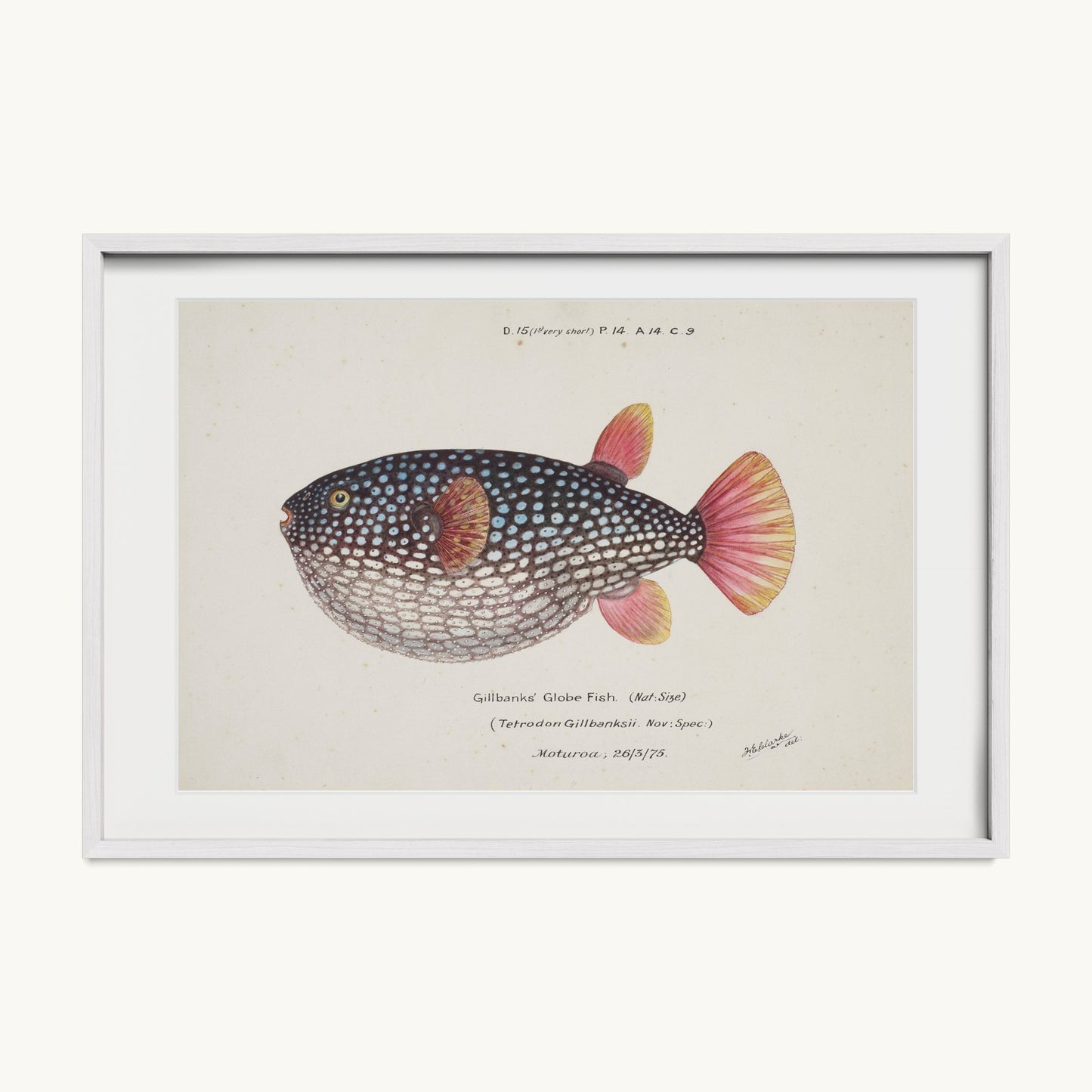 Arothron gillbanksii (Gillbanks' Globe Fish)