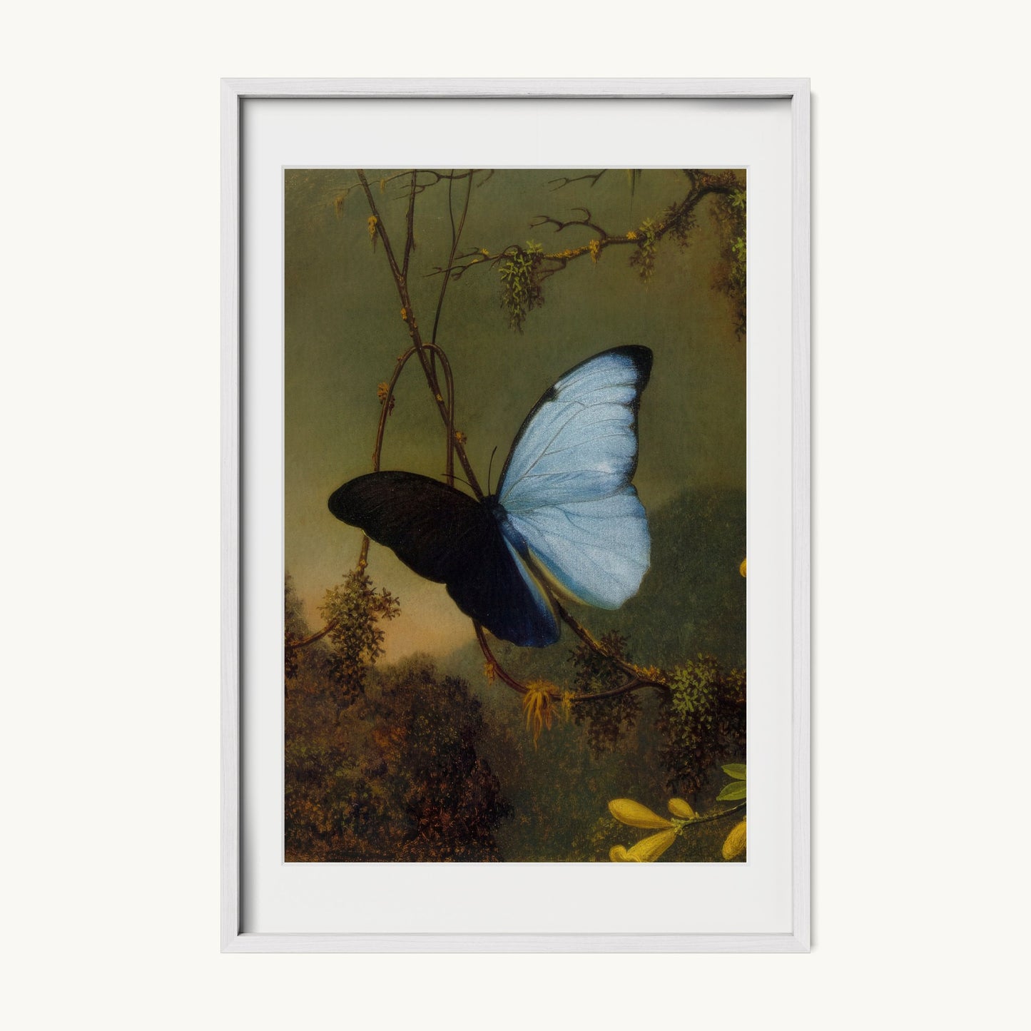 Blue Morpho Butterfly