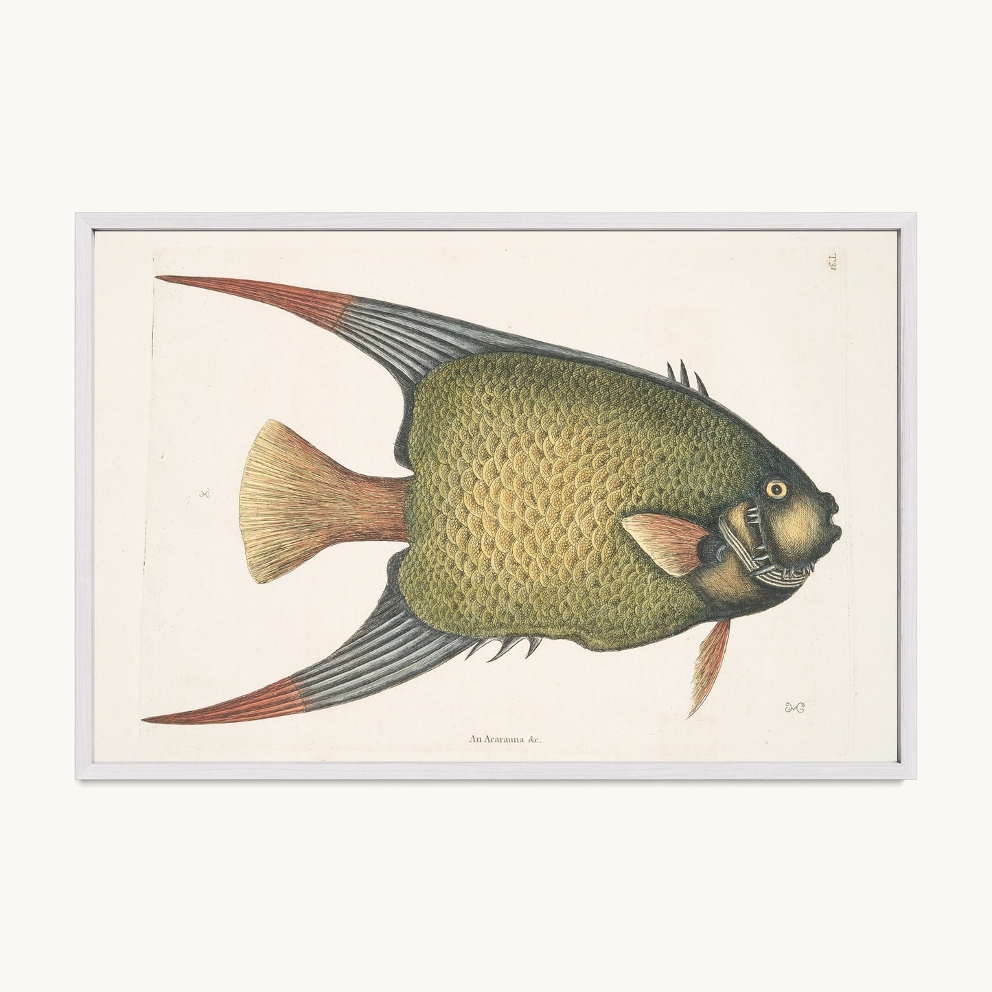 An Acarauna