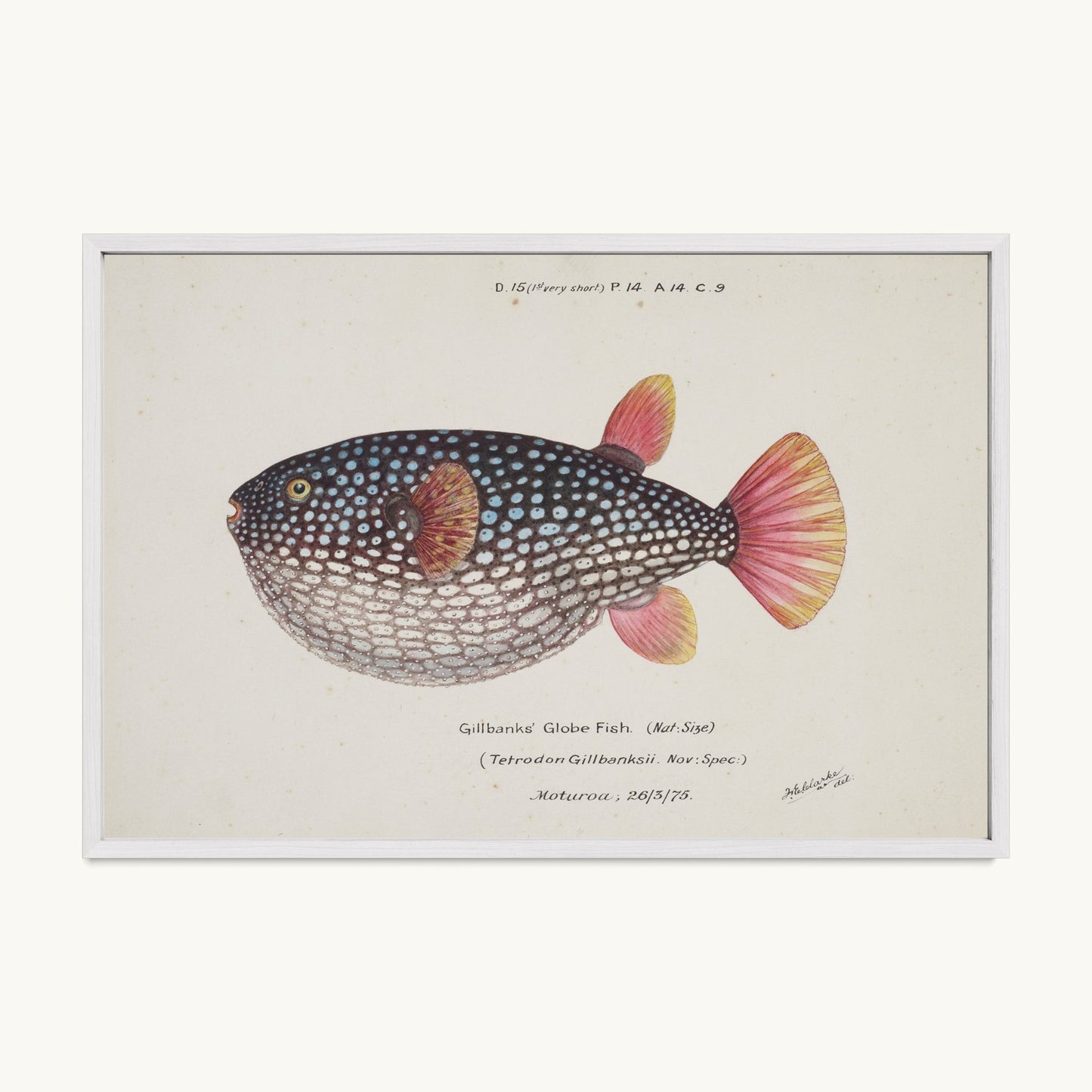 Arothron gillbanksii (Gillbanks' Globe Fish)