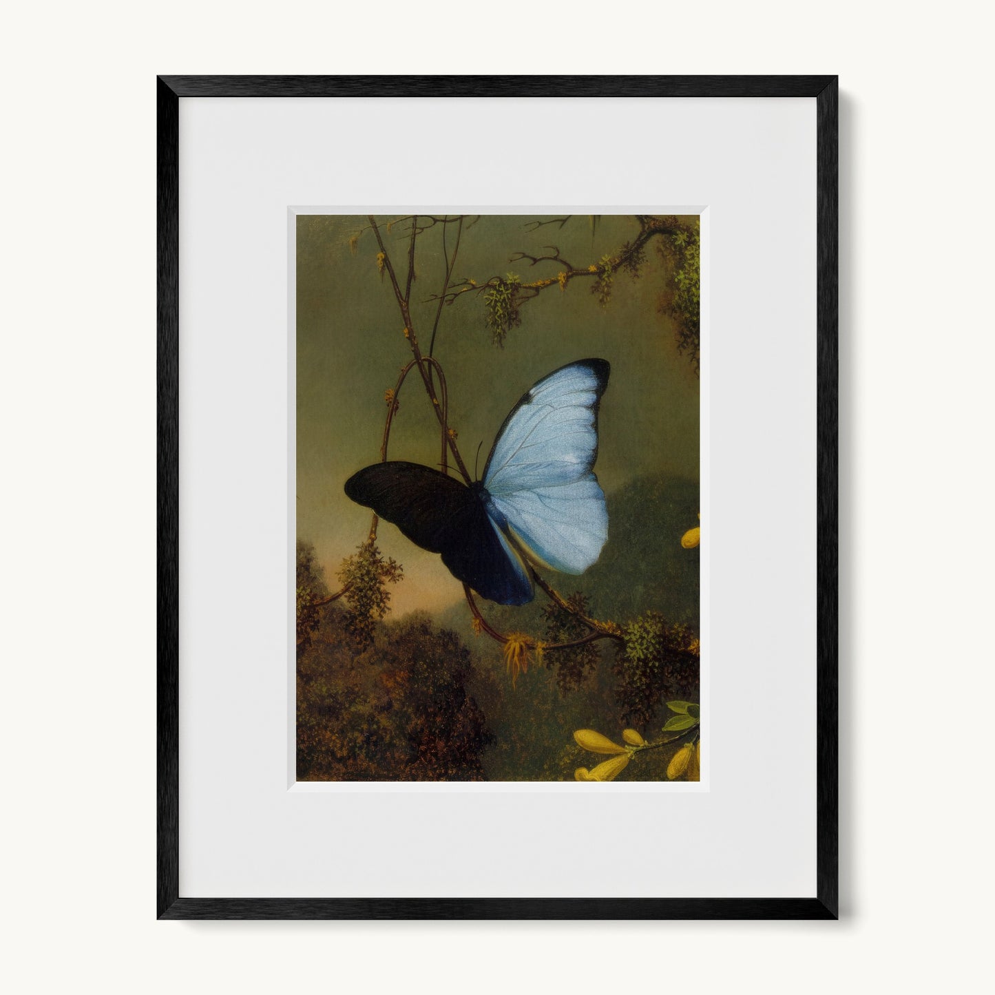 Blue Morpho Butterfly