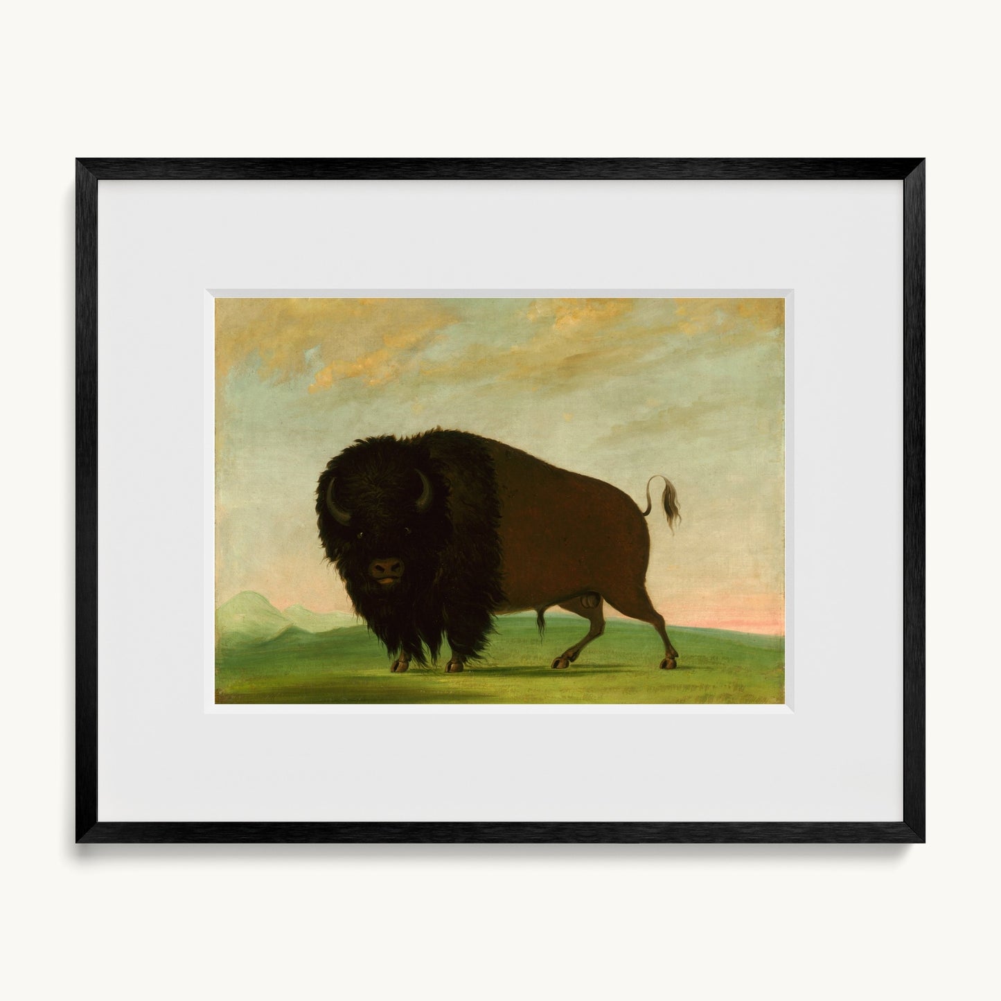 Buffalo Bull, Grazing on the Prairie