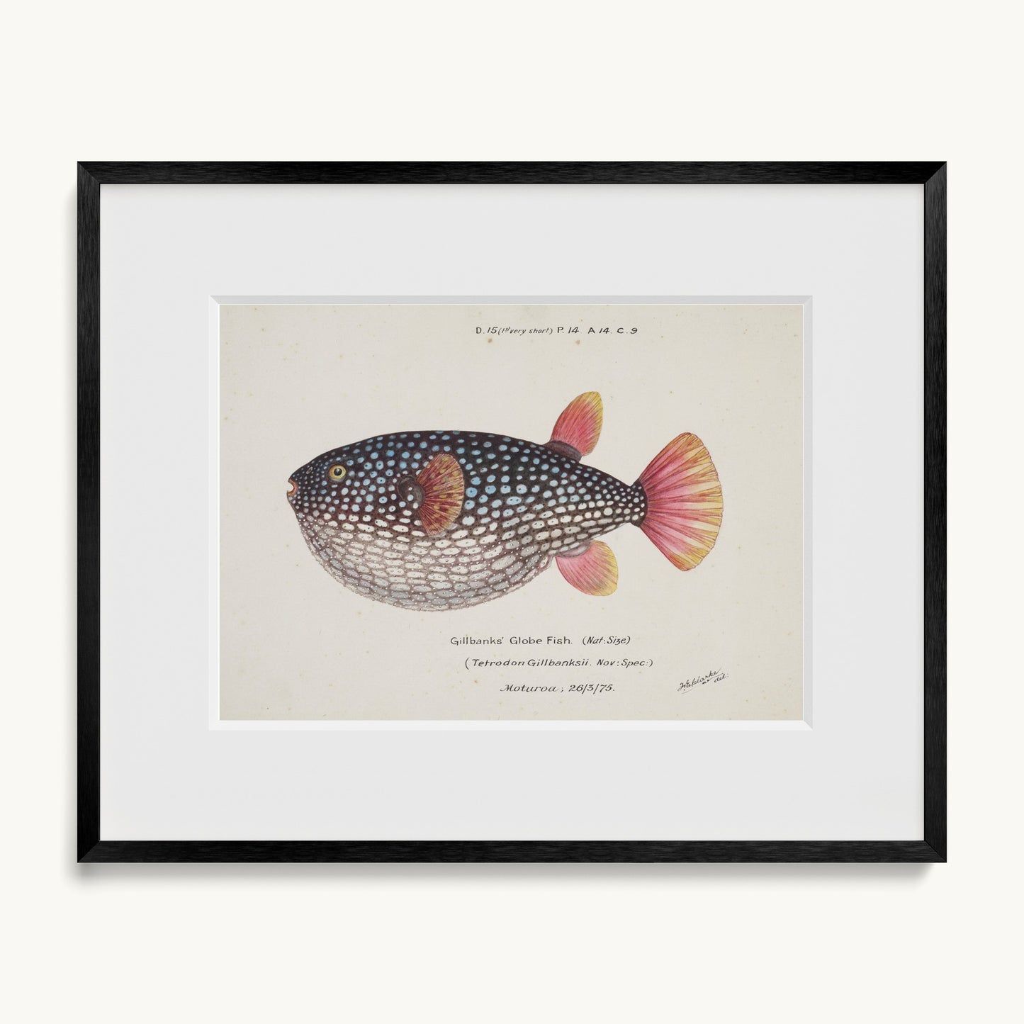 Arothron gillbanksii (Gillbanks' Globe Fish)
