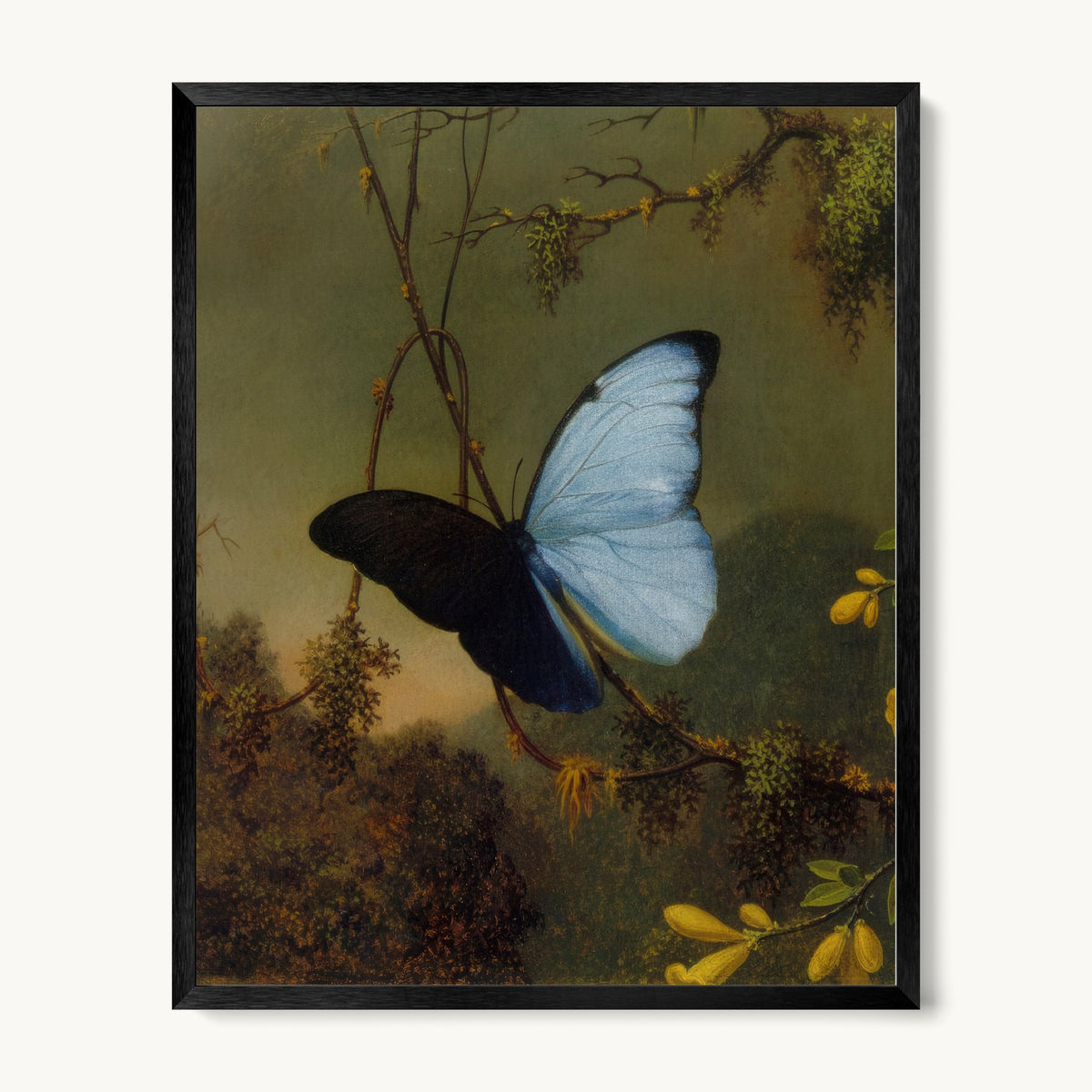 Blue Morpho Butterfly