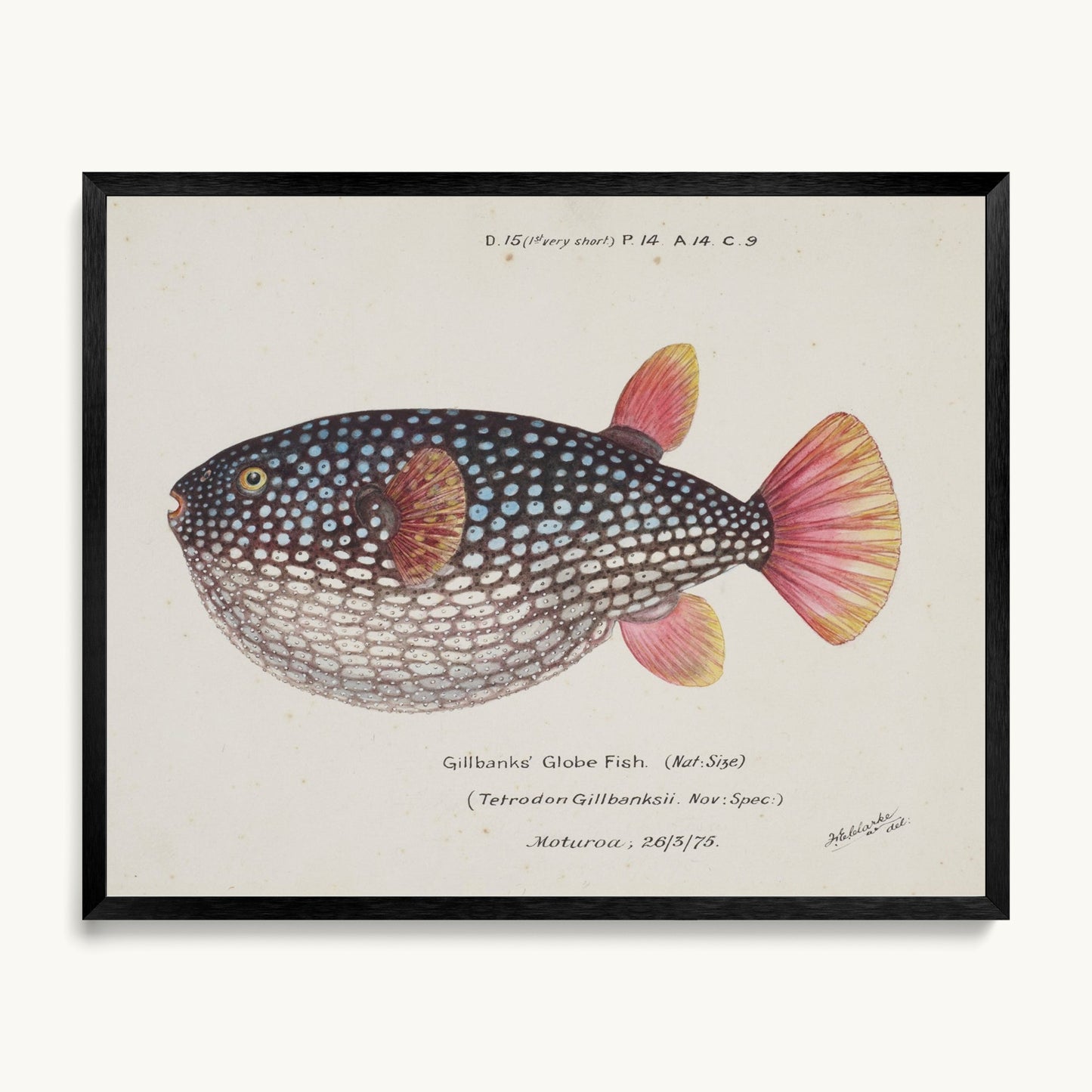 Arothron gillbanksii (Gillbanks' Globe Fish)
