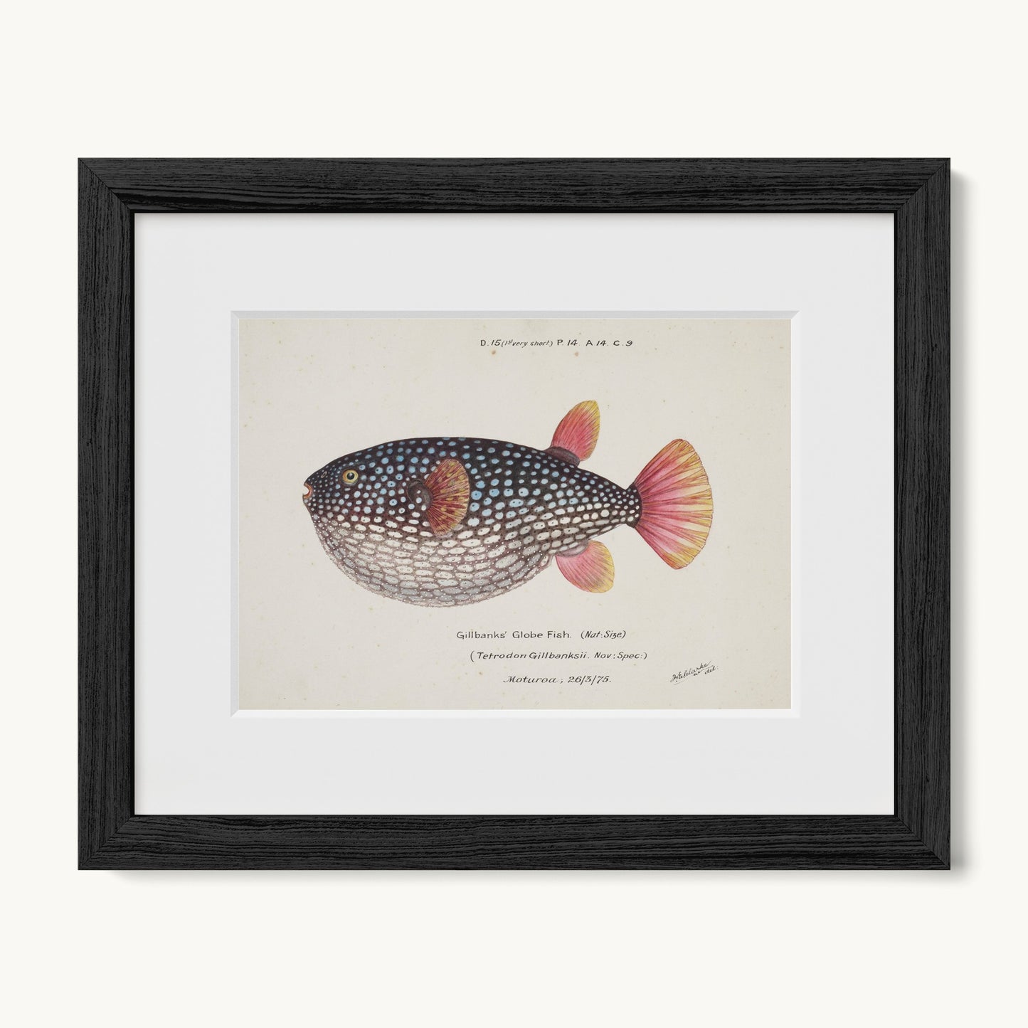 Arothron gillbanksii (Gillbanks' Globe Fish)