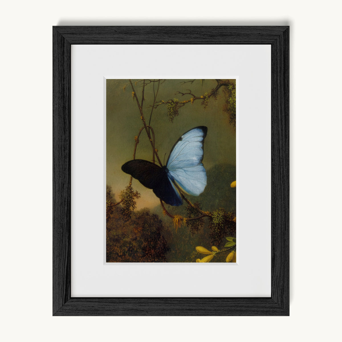 Blue Morpho Butterfly