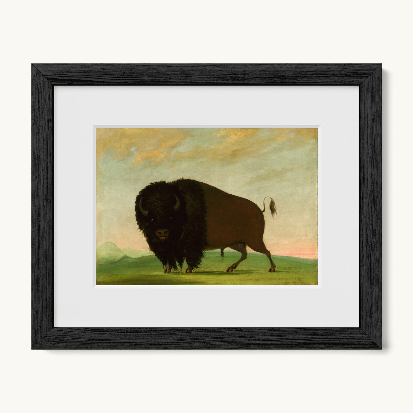 Buffalo Bull, Grazing on the Prairie