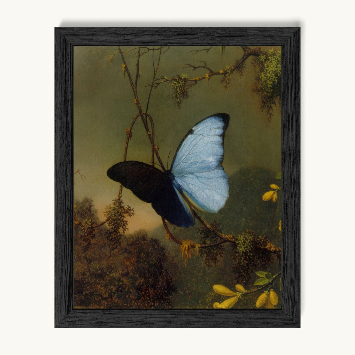 Blue Morpho Butterfly