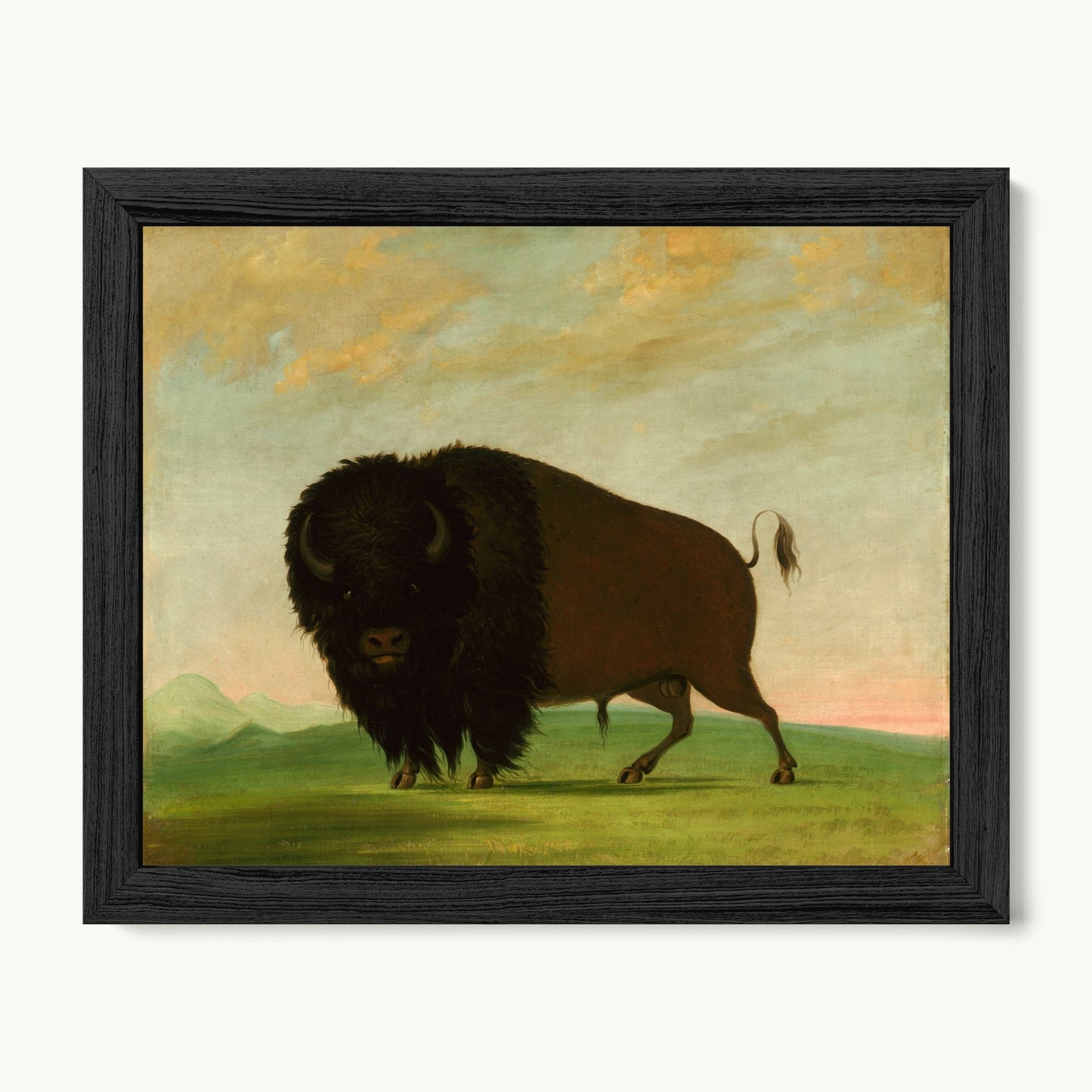 Buffalo Bull, Grazing on the Prairie
