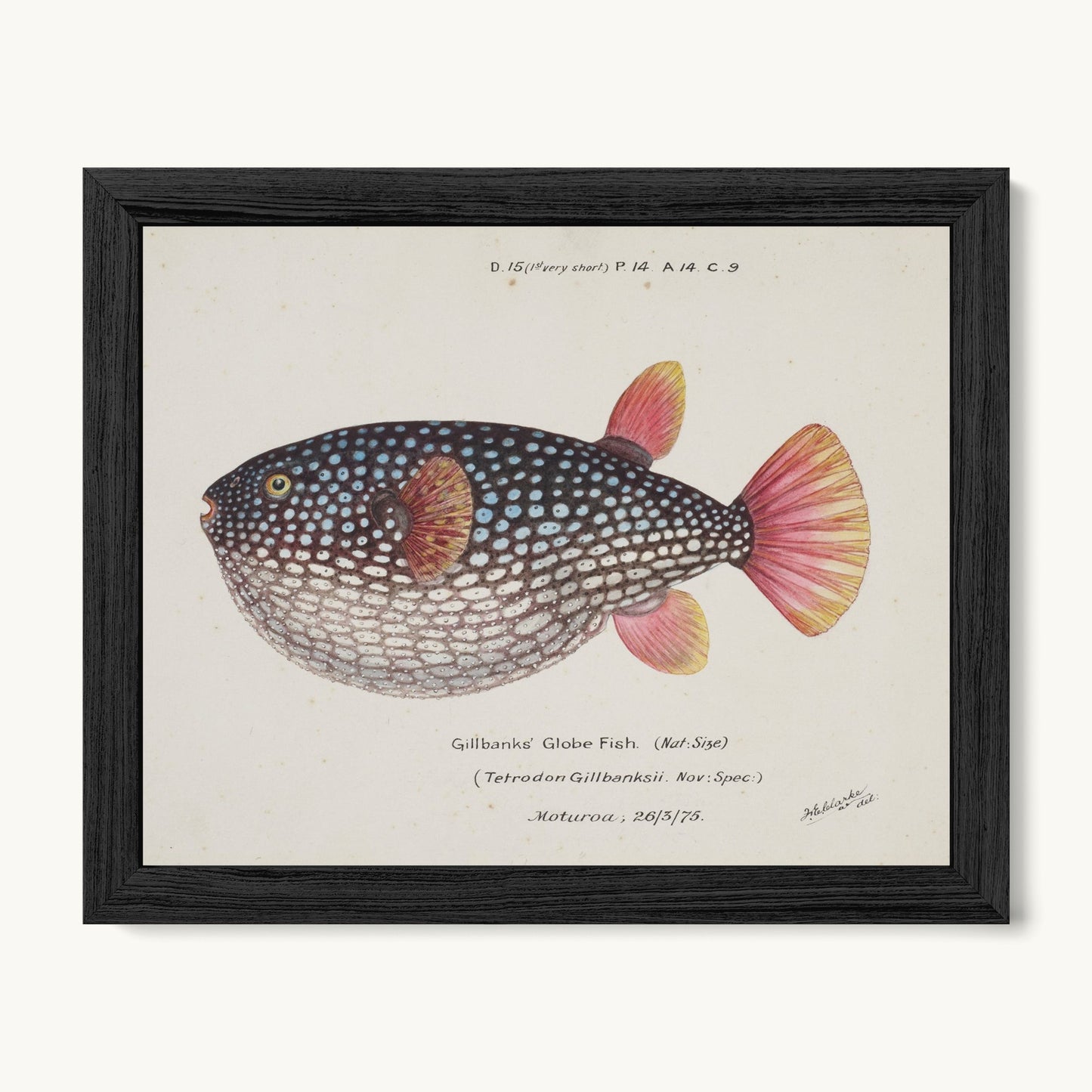 Arothron gillbanksii (Gillbanks' Globe Fish)