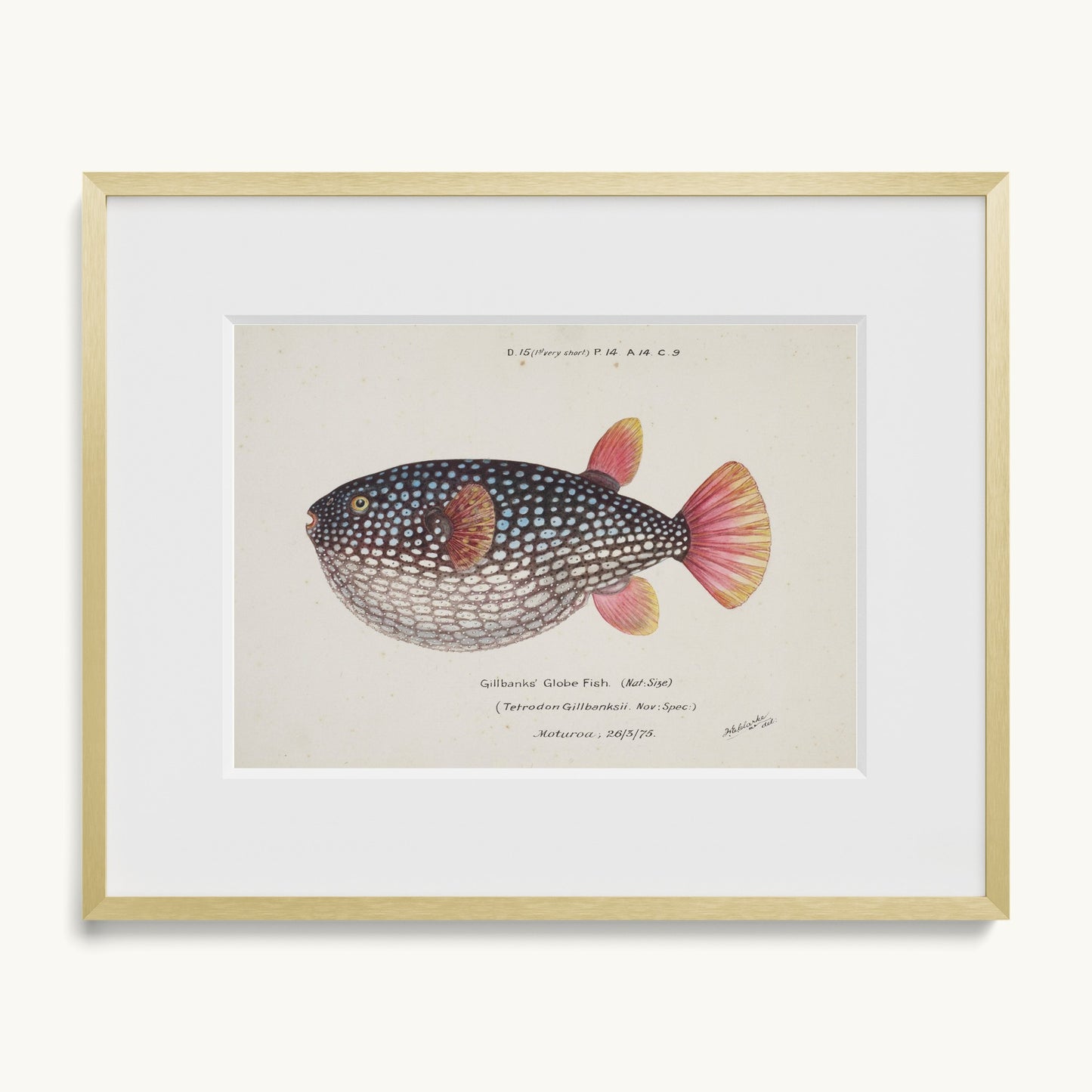 Arothron gillbanksii (Gillbanks' Globe Fish)