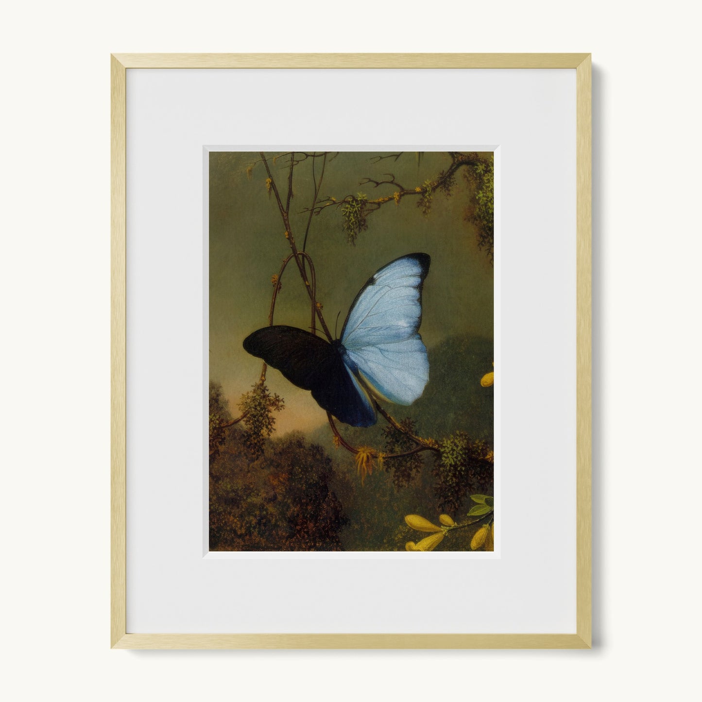 Blue Morpho Butterfly