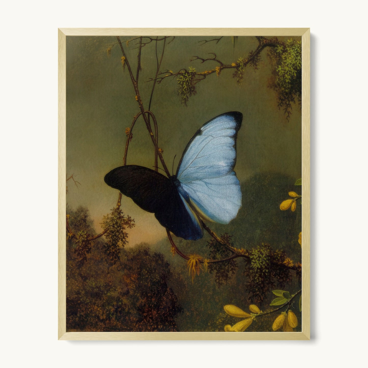 Blue Morpho Butterfly