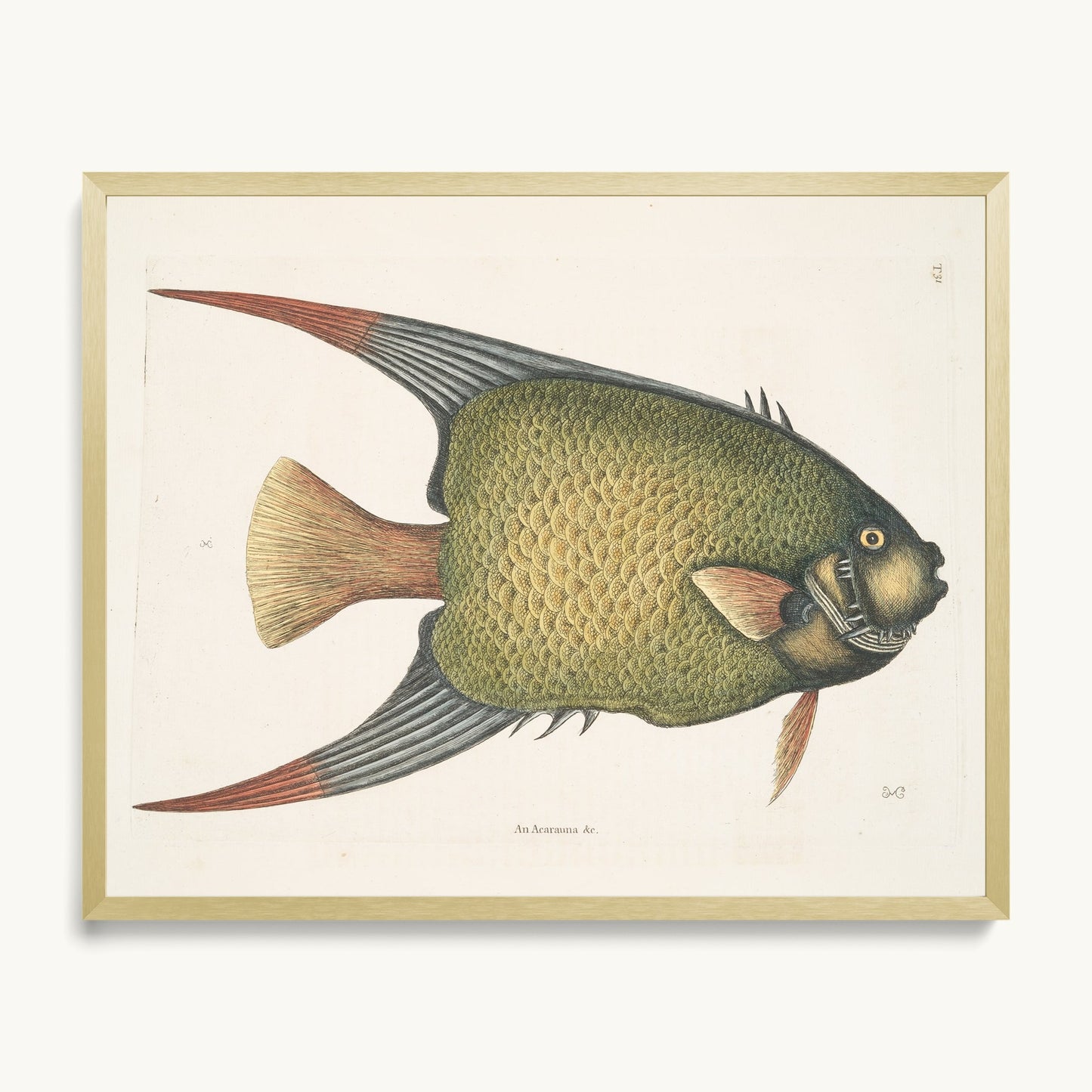 An Acarauna