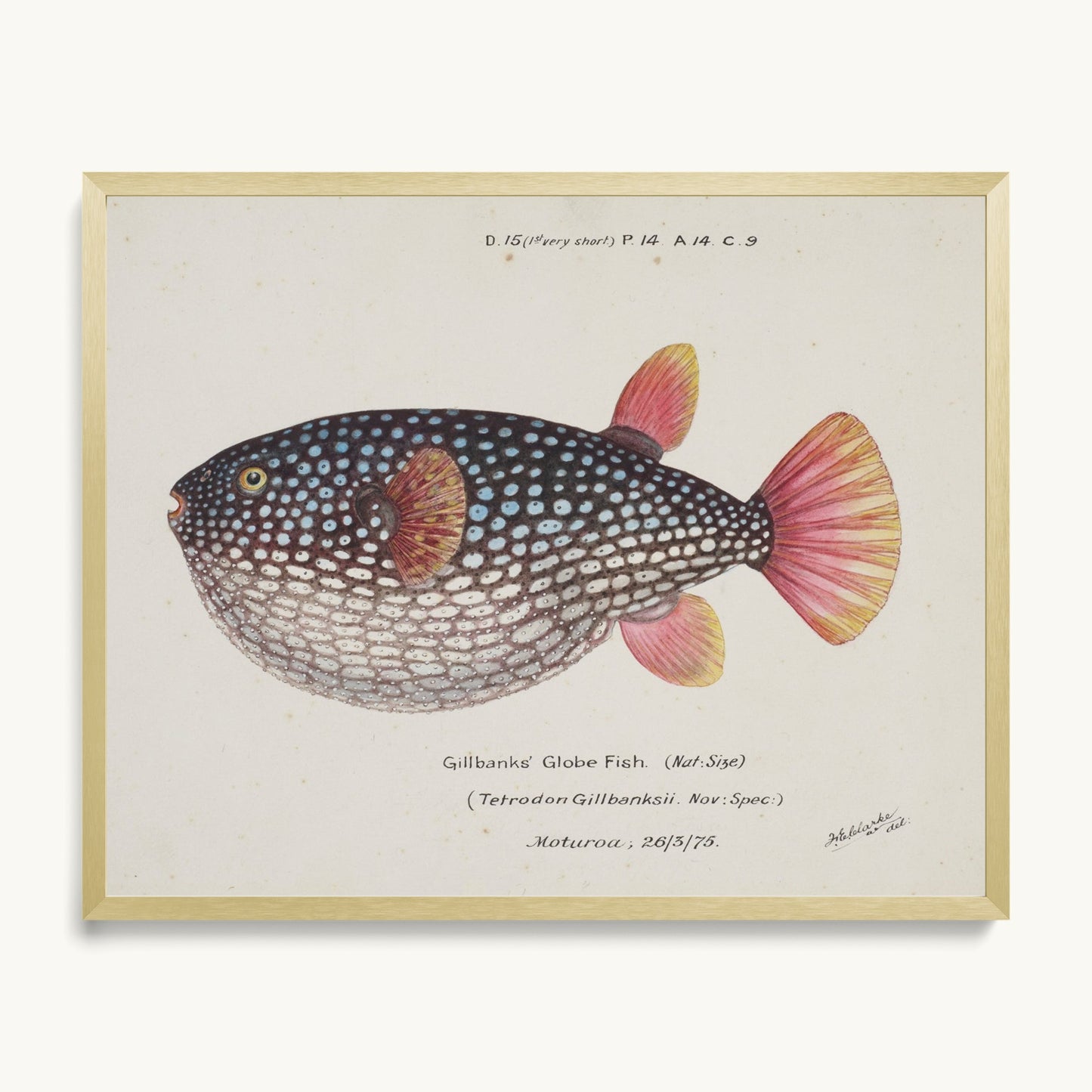 Arothron gillbanksii (Gillbanks' Globe Fish)