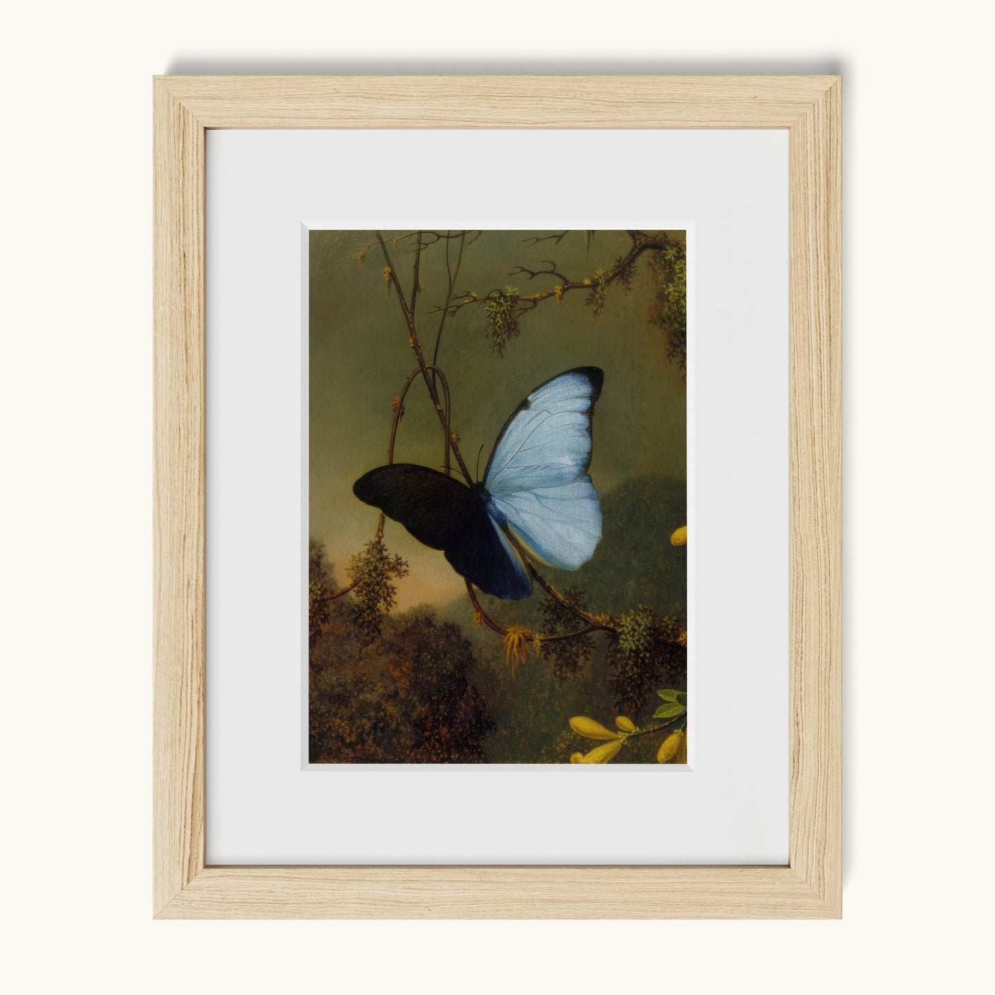 Blue Morpho Butterfly