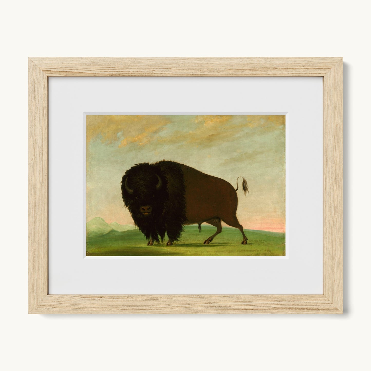 Buffalo Bull, Grazing on the Prairie