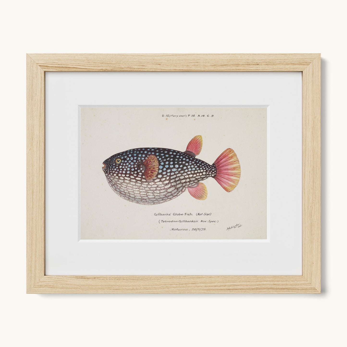 Arothron gillbanksii (Gillbanks' Globe Fish)