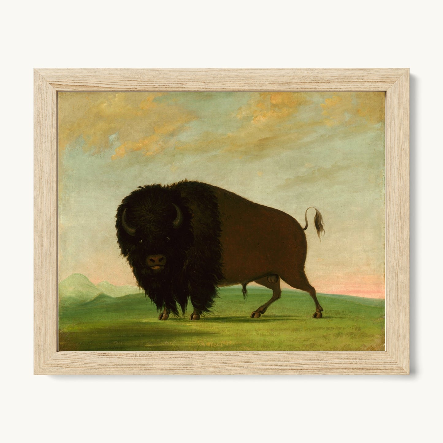 Buffalo Bull, Grazing on the Prairie