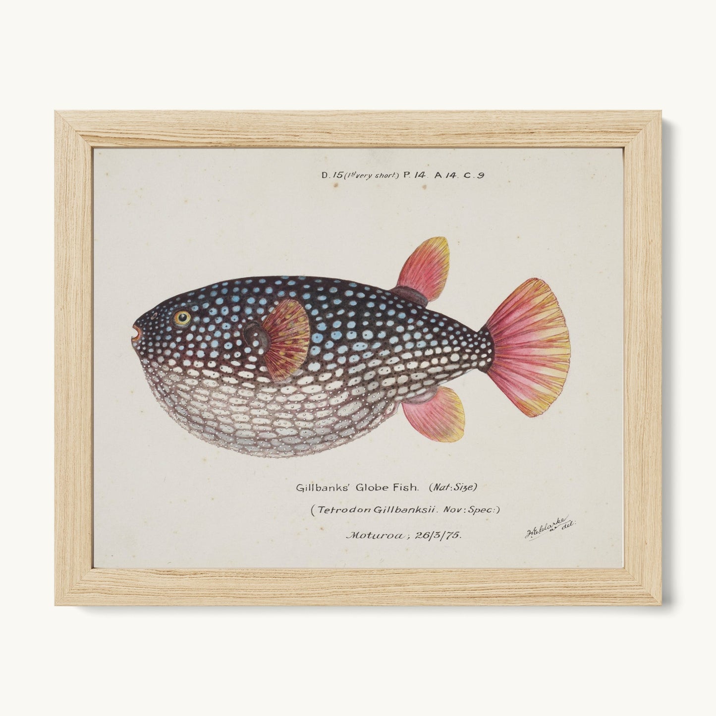 Arothron gillbanksii (Gillbanks' Globe Fish)