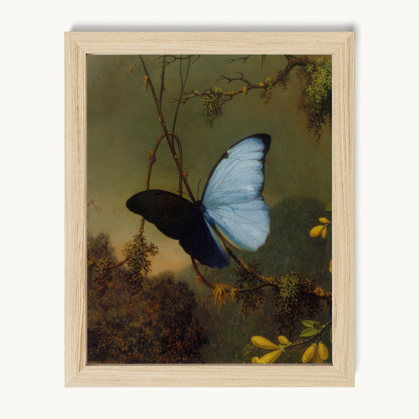 Blue Morpho Butterfly