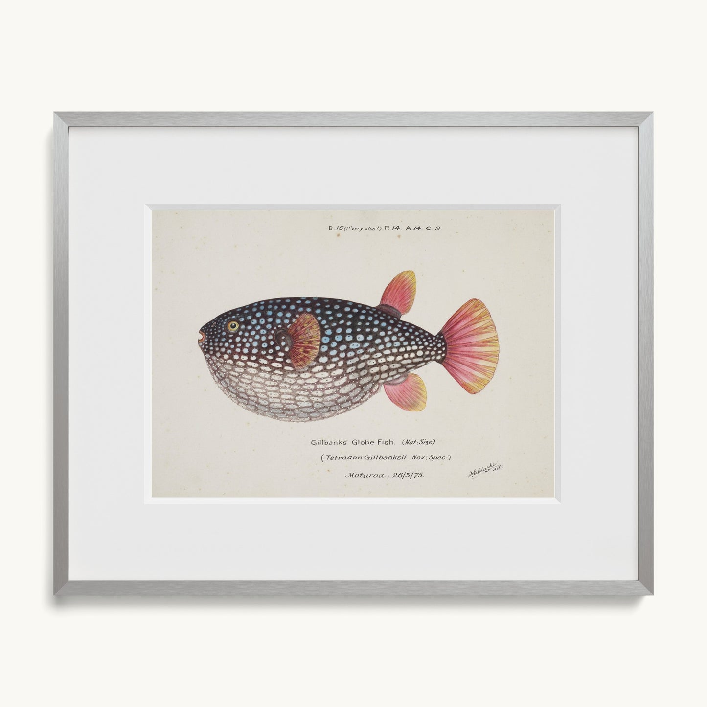 Arothron gillbanksii (Gillbanks' Globe Fish)