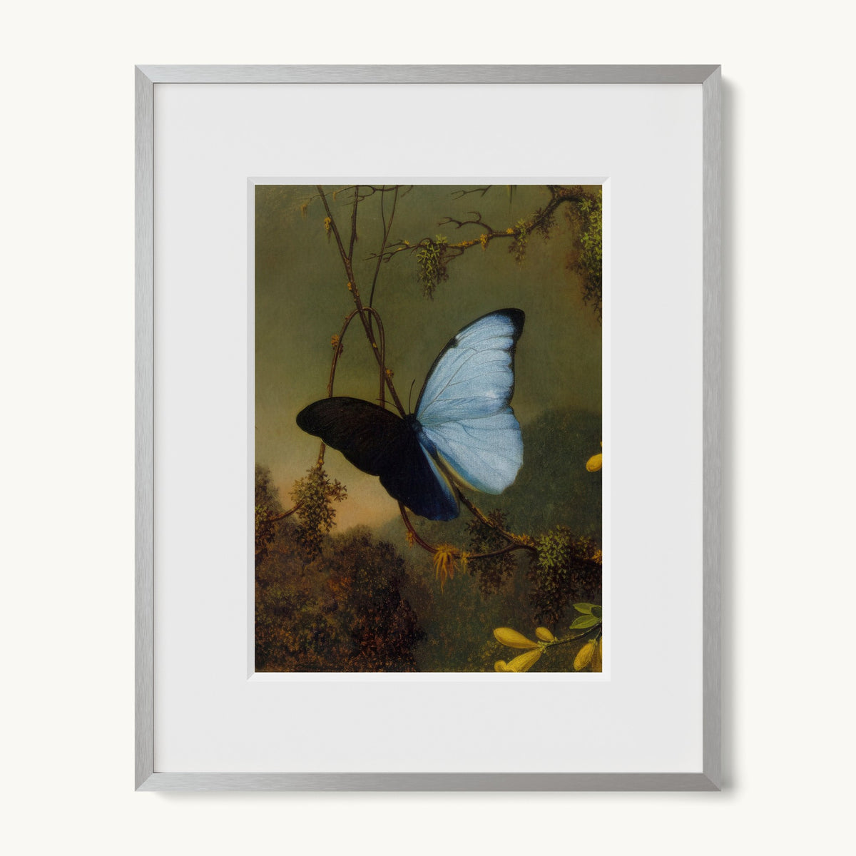 Blue Morpho Butterfly