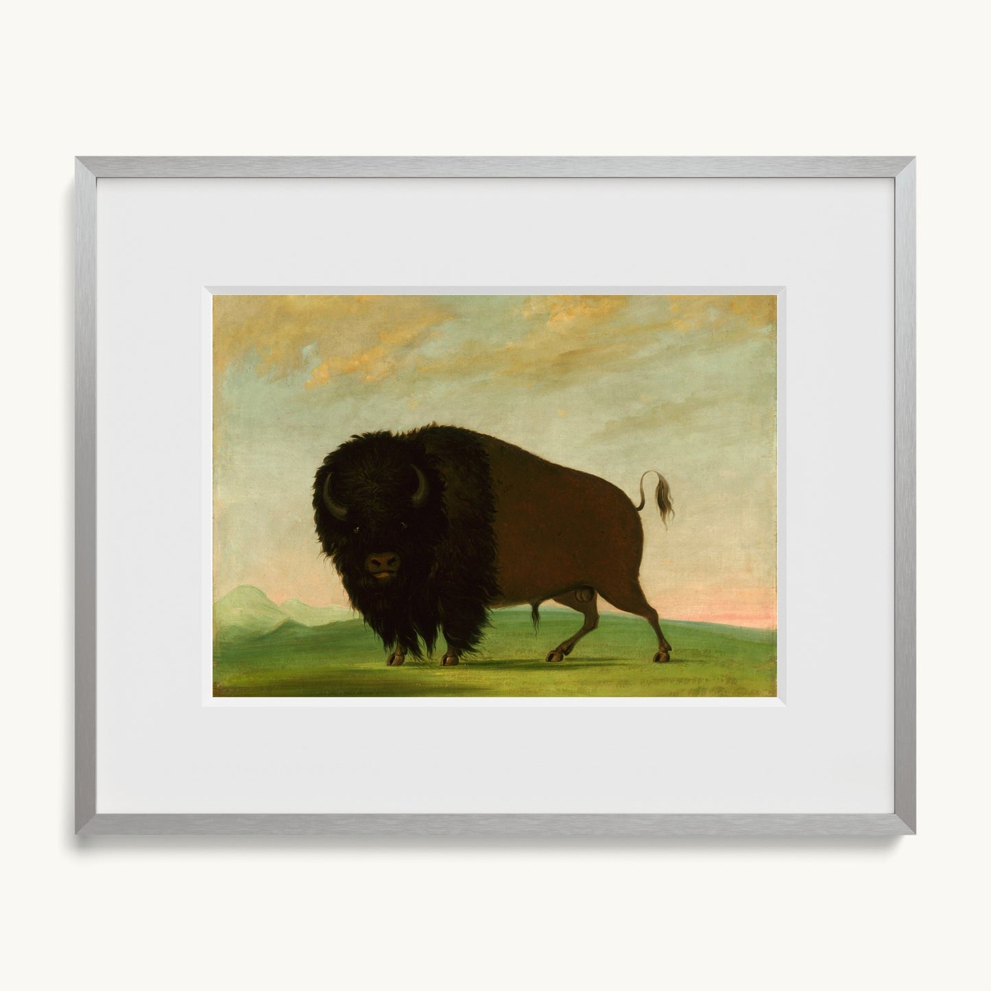 Buffalo Bull, Grazing on the Prairie