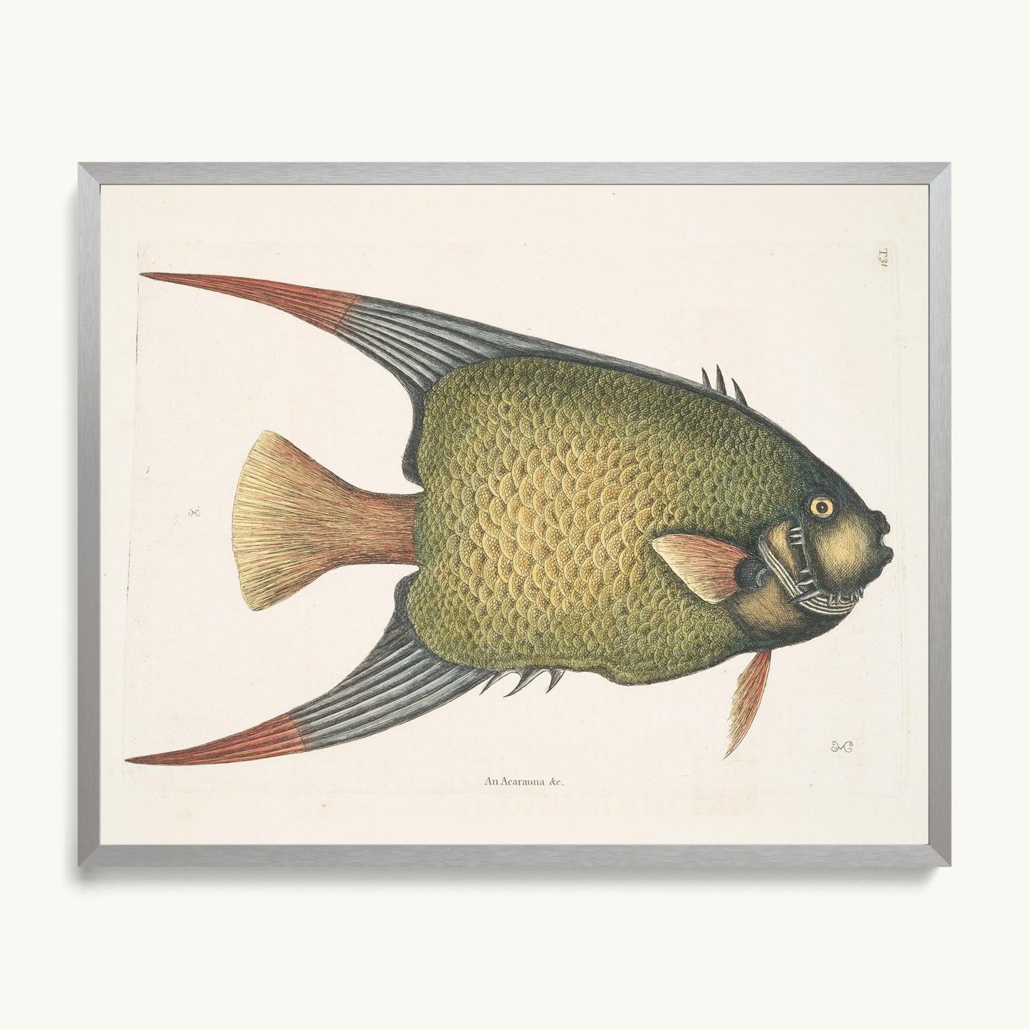 An Acarauna