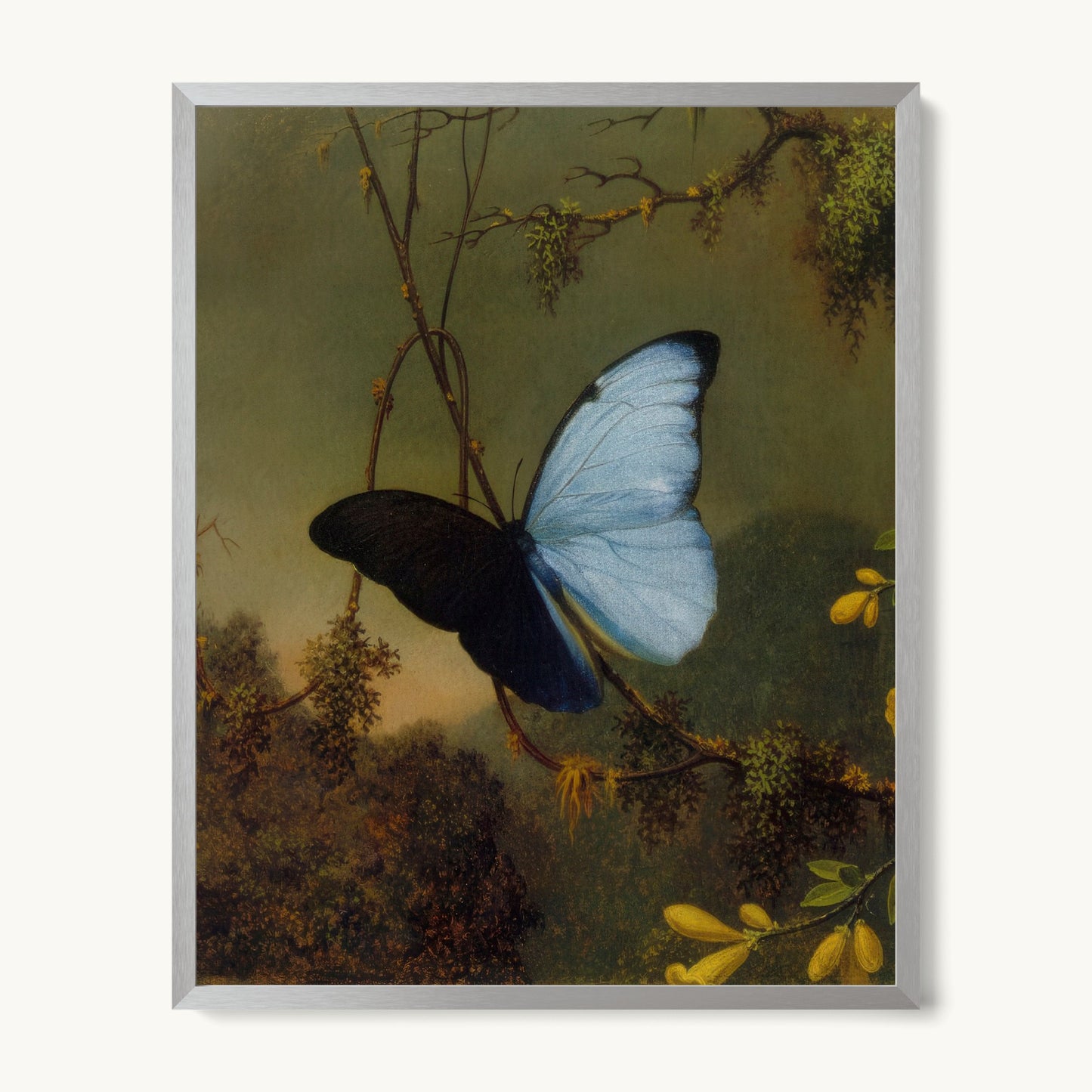 Blue Morpho Butterfly