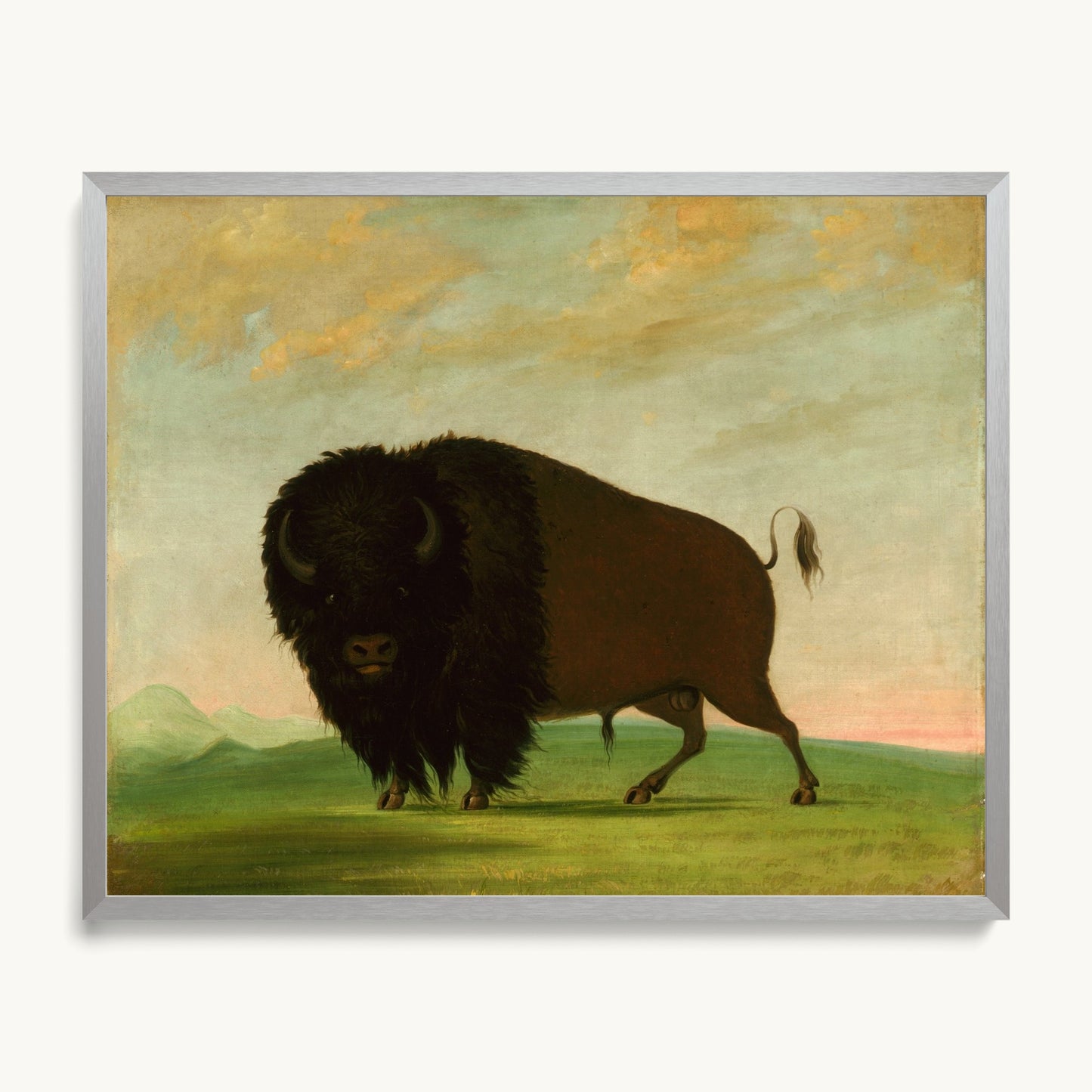 Buffalo Bull, Grazing on the Prairie