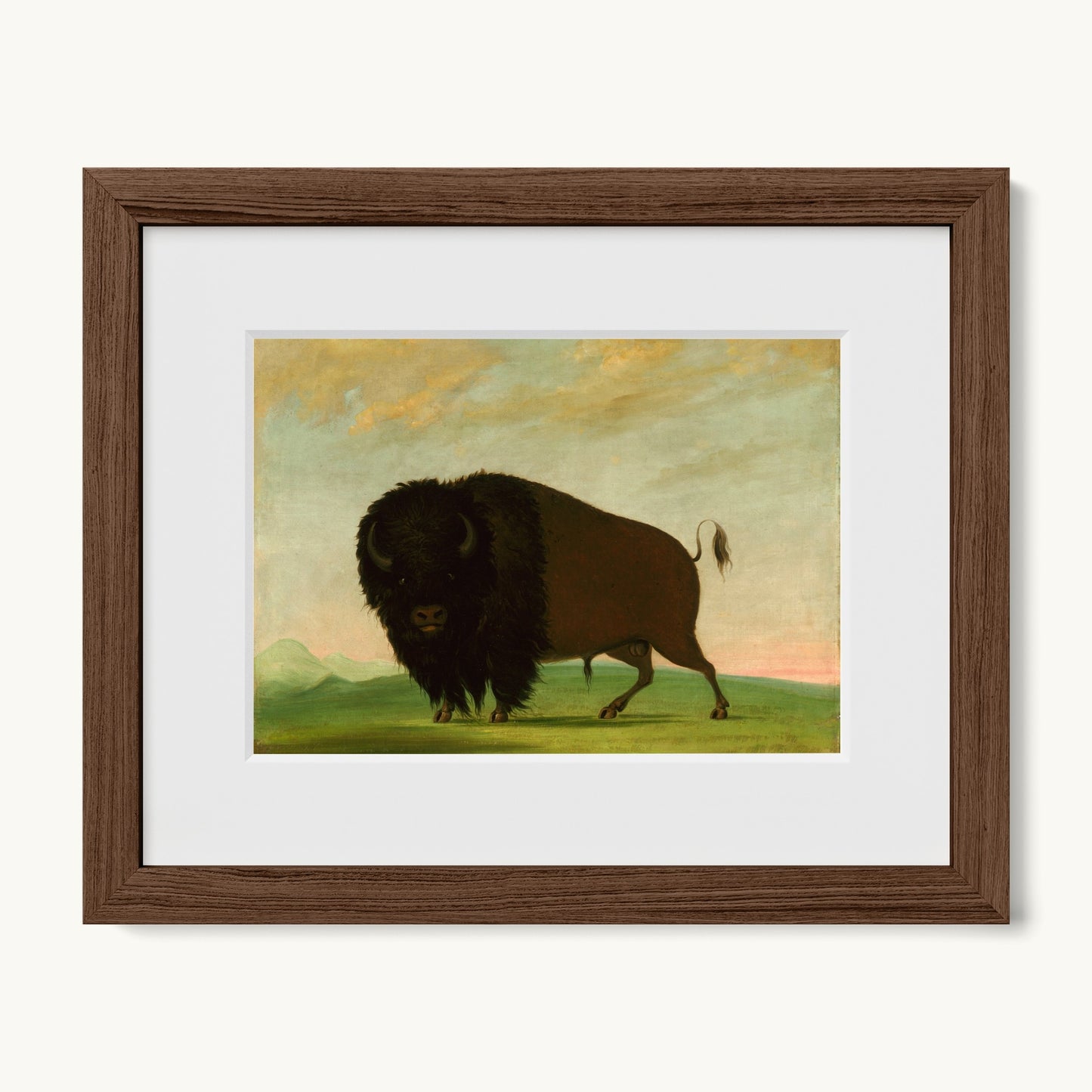 Buffalo Bull, Grazing on the Prairie