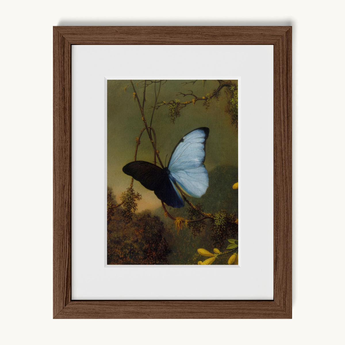 Blue Morpho Butterfly