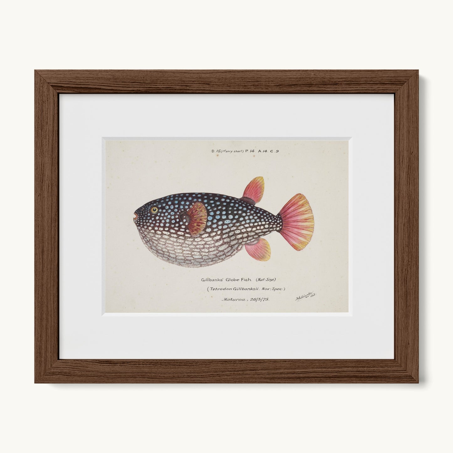 Arothron gillbanksii (Gillbanks' Globe Fish)
