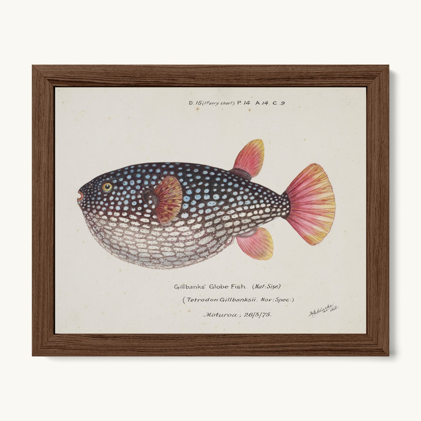 Arothron gillbanksii (Gillbanks' Globe Fish)