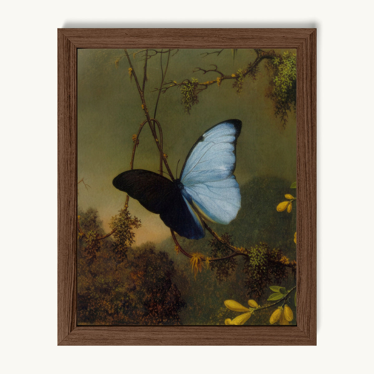 Blue Morpho Butterfly