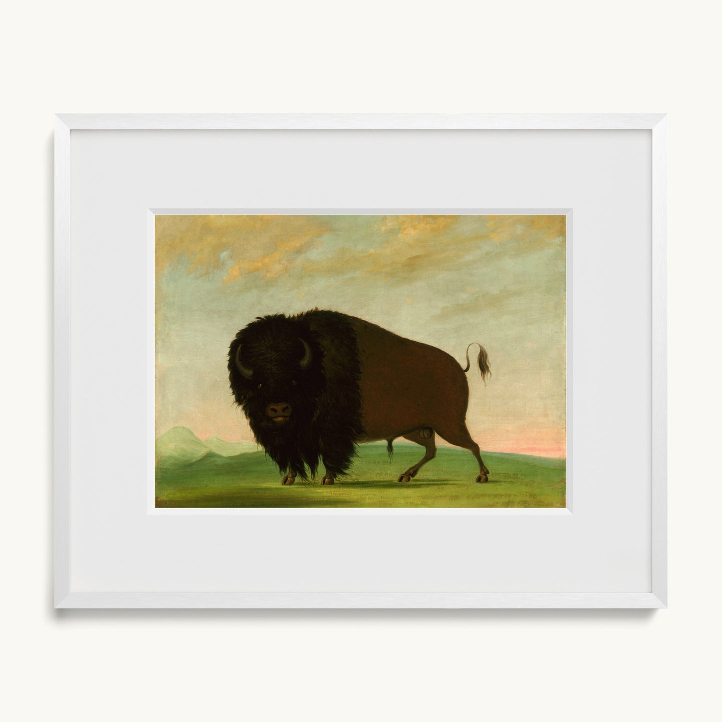 Buffalo Bull, Grazing on the Prairie