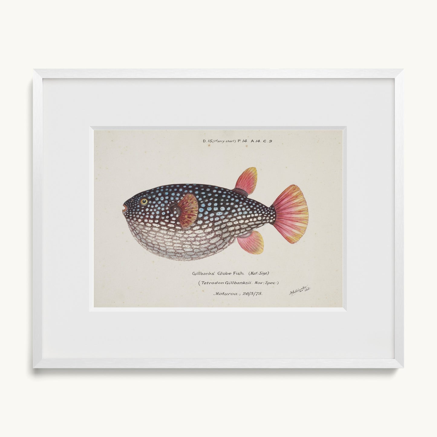 Arothron gillbanksii (Gillbanks' Globe Fish)