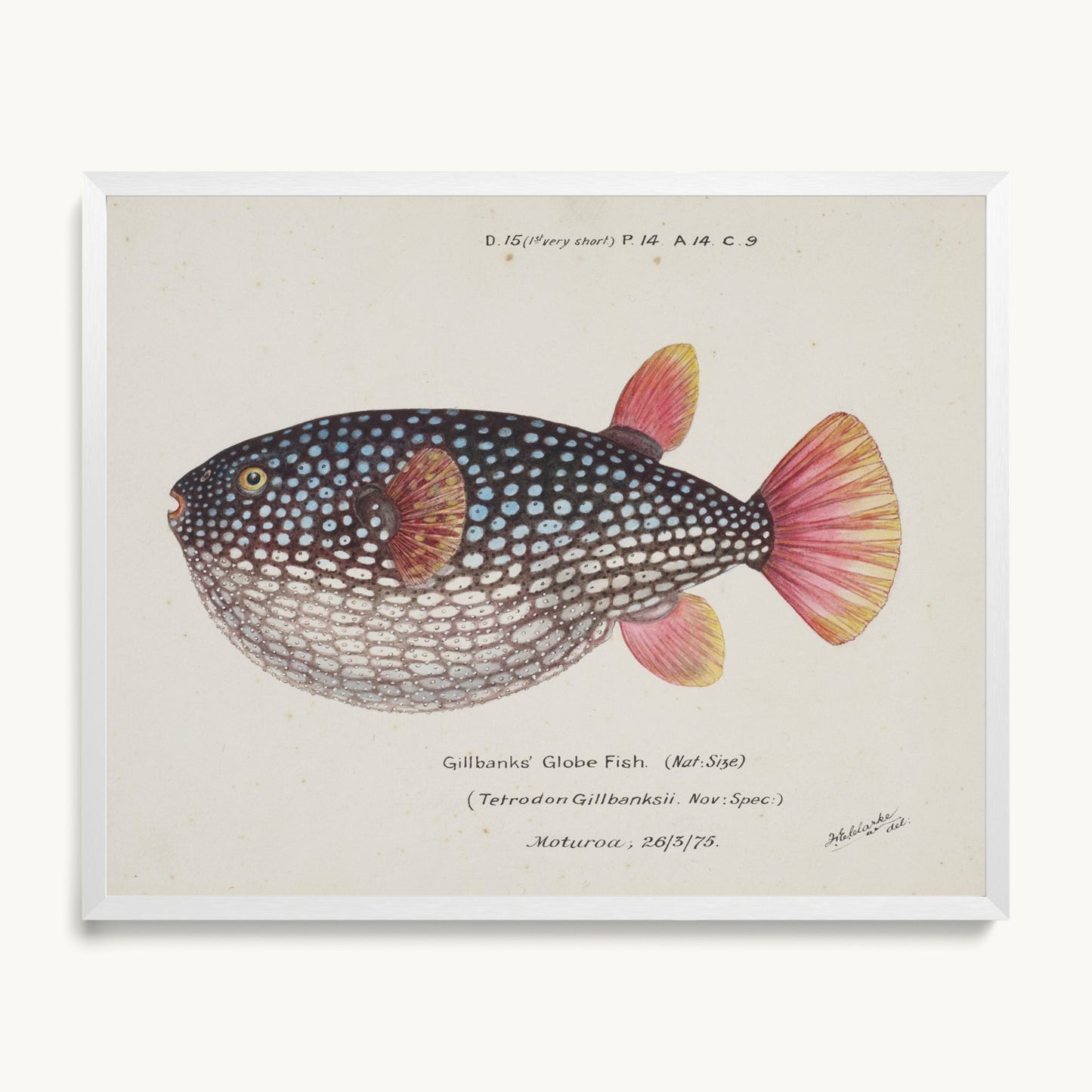 Arothron gillbanksii (Gillbanks' Globe Fish)