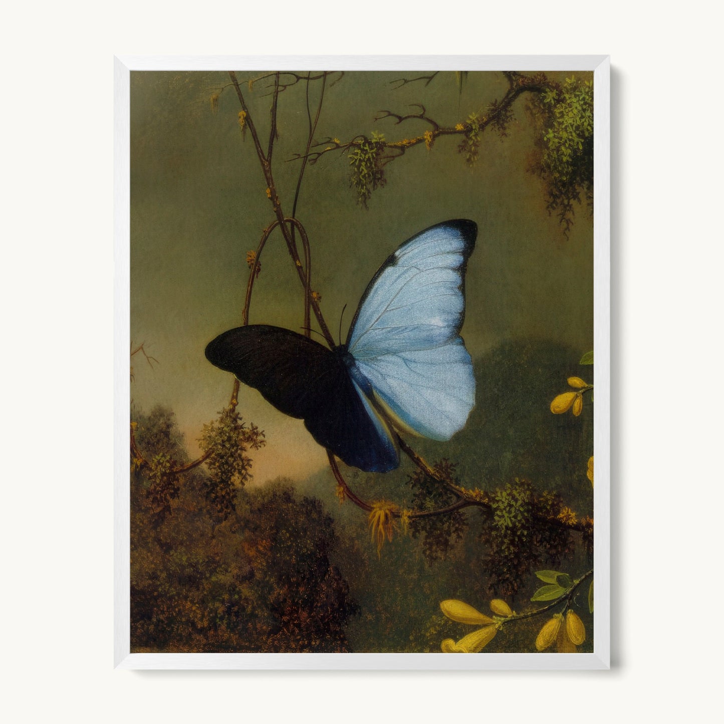 Blue Morpho Butterfly